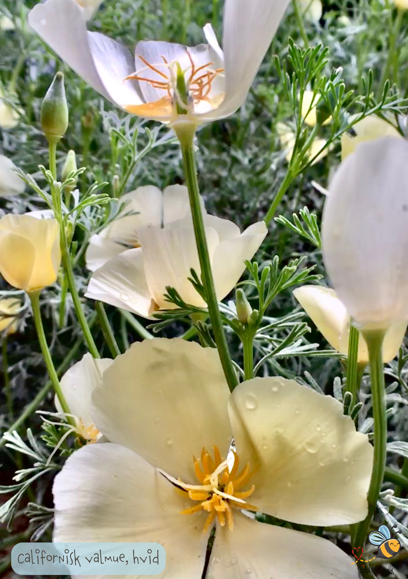 Hvid Californisk Valmue - Eschscholzia californica 'Alba'