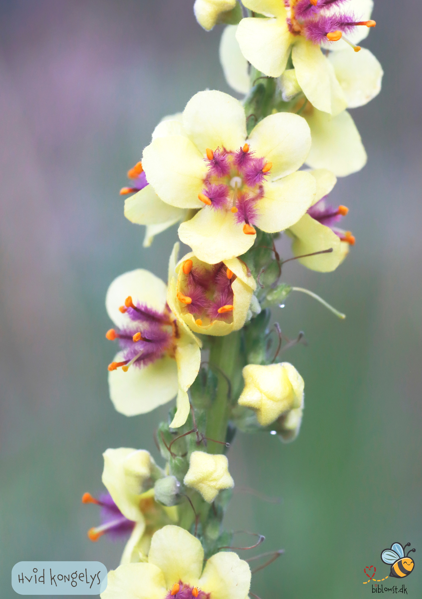 Hvid Kongelys – Verbascum nigrum alba
