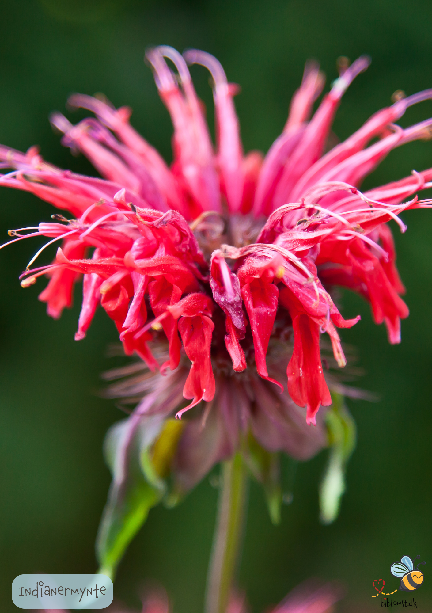 Indianermynte - Monarda didyma 'Panorama mix'