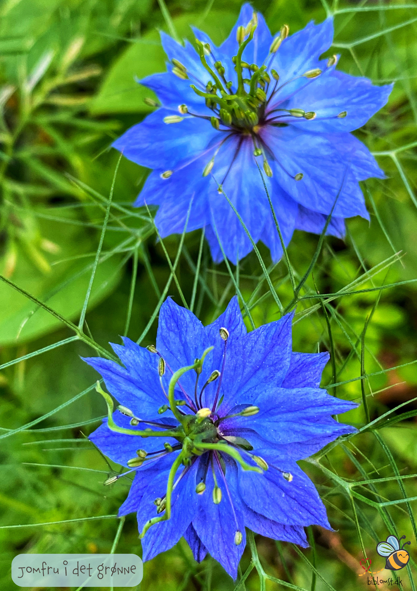 Jomfru i det grønne - Nigella damascena
