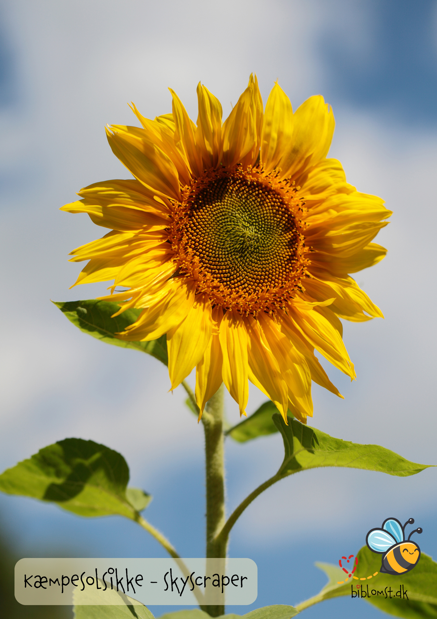 Kæmpesolsikken ‘Skyscraper’ – Helianthus annuus