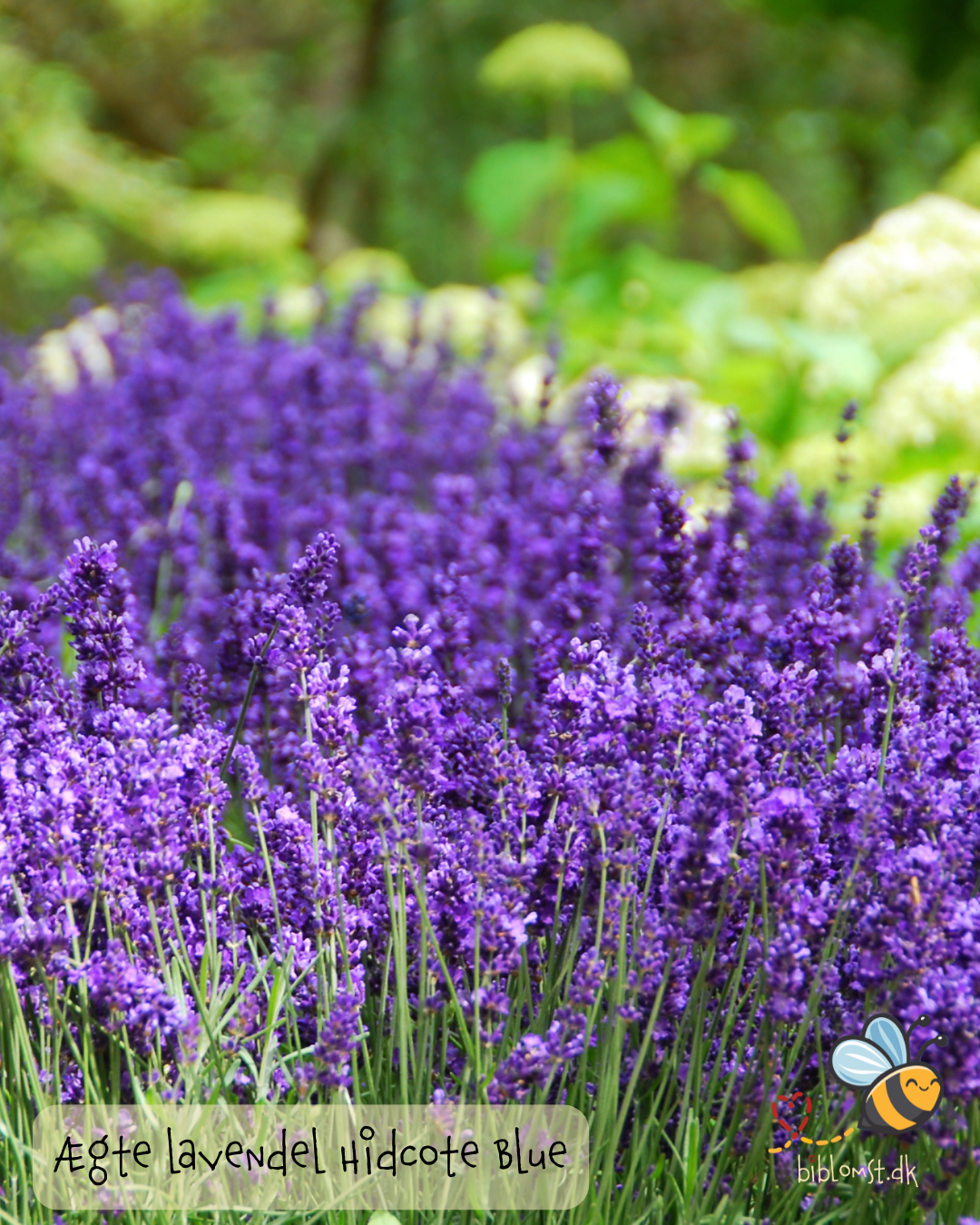 Lavendel Hidcote Blue - Lavandula angustifolia
