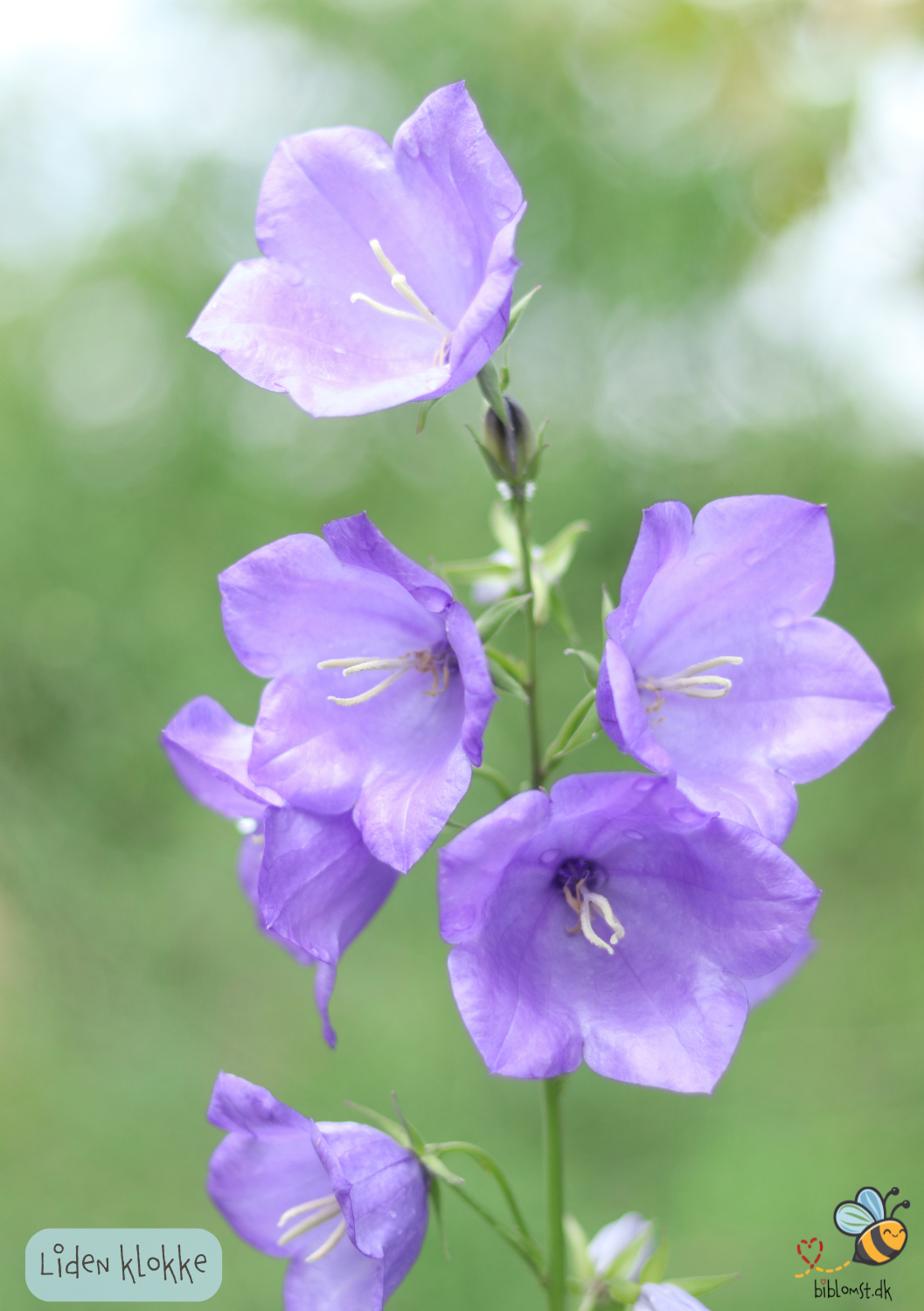 Liden Klokke (Blåklokke) - Campanula rotundifolia