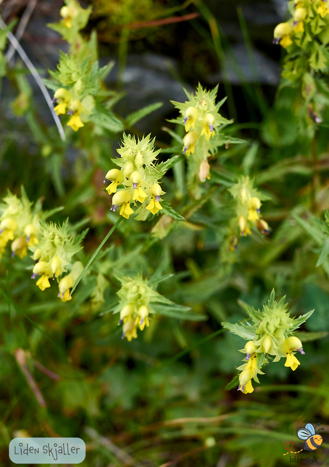 Liden skjaller - Rhinanthus minor