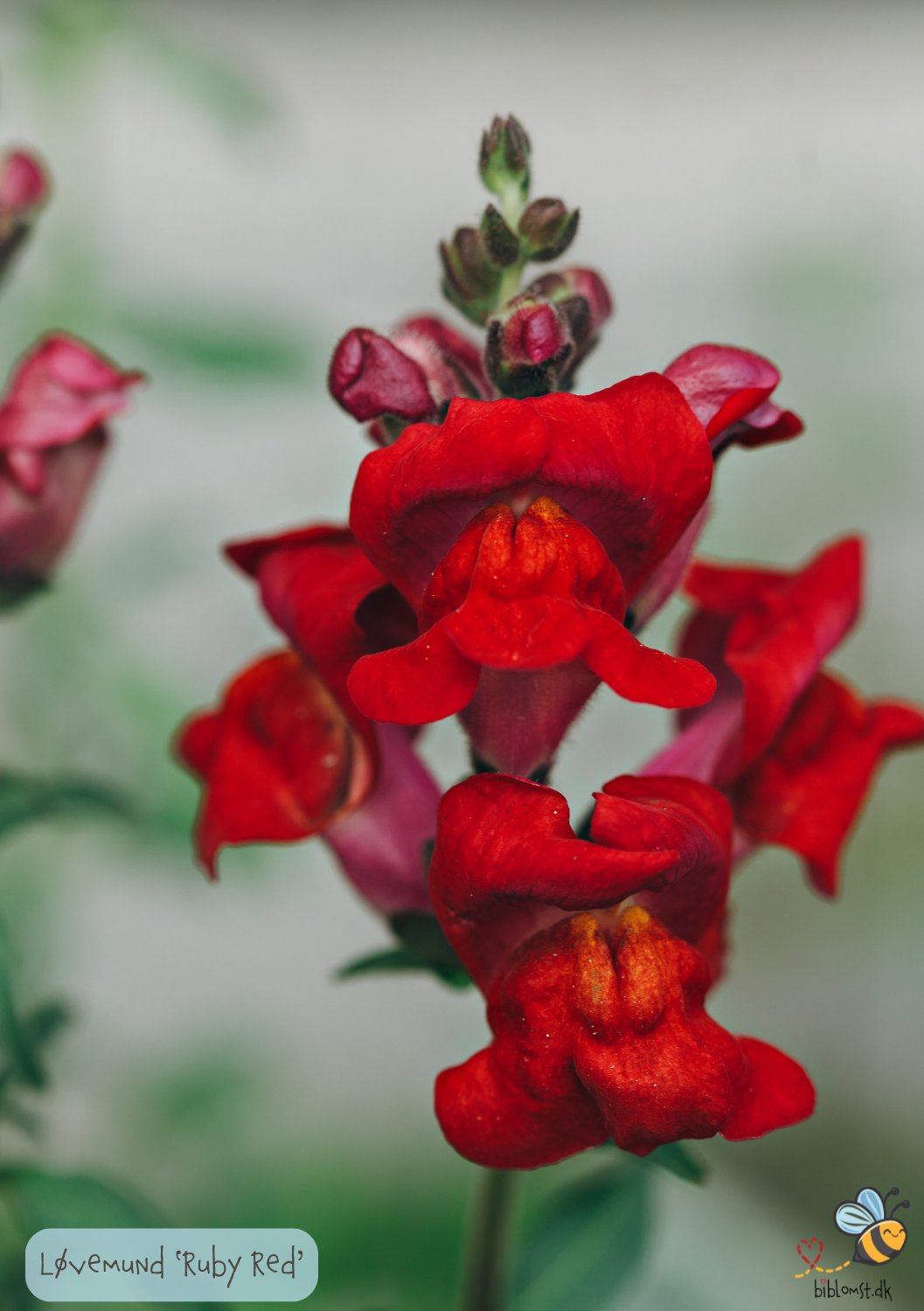 Løvemund - Ruby Red - Antirrhinum majus maximum
