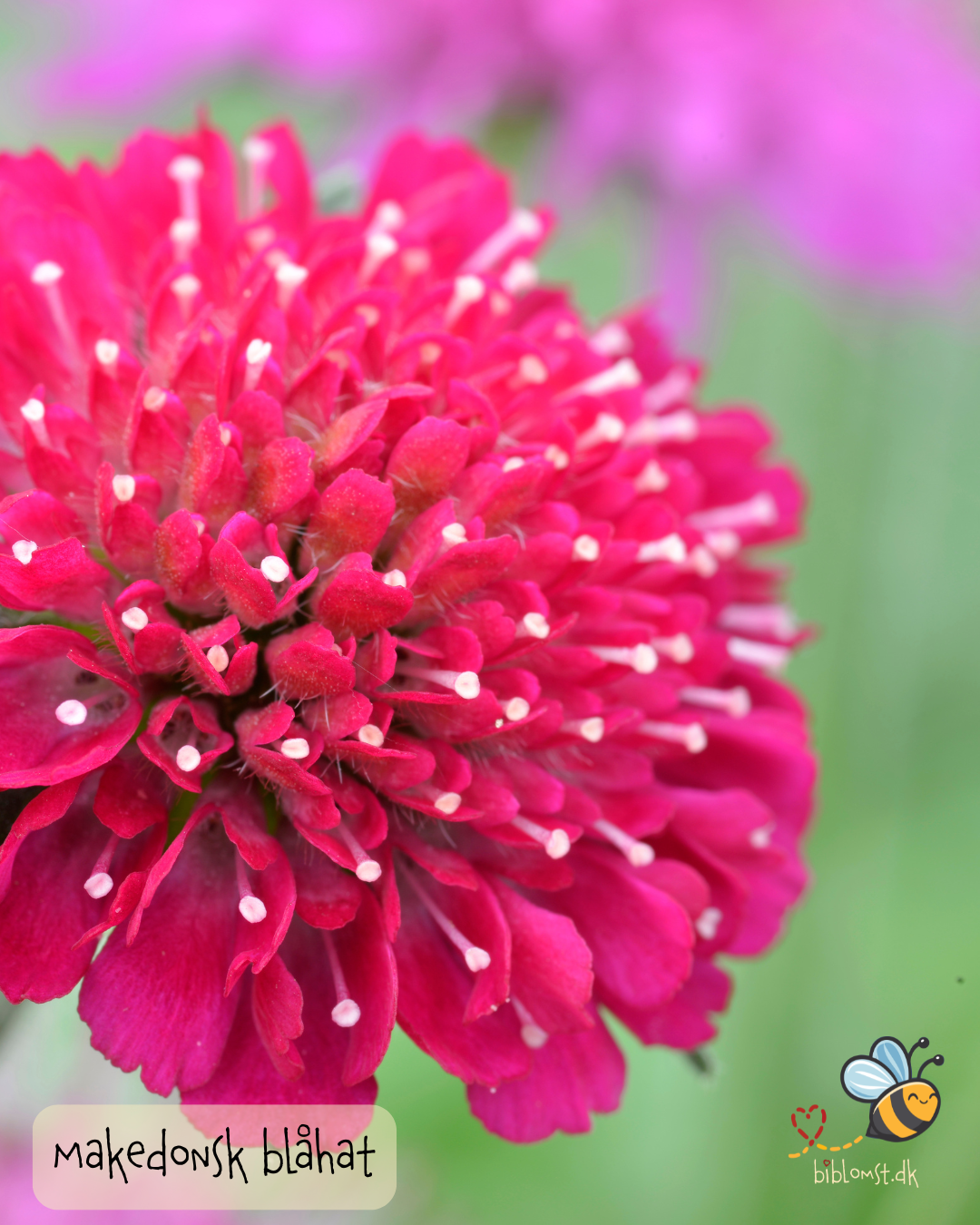 Makedonsk Blåhat - Red Cherries - Knautia macedonica