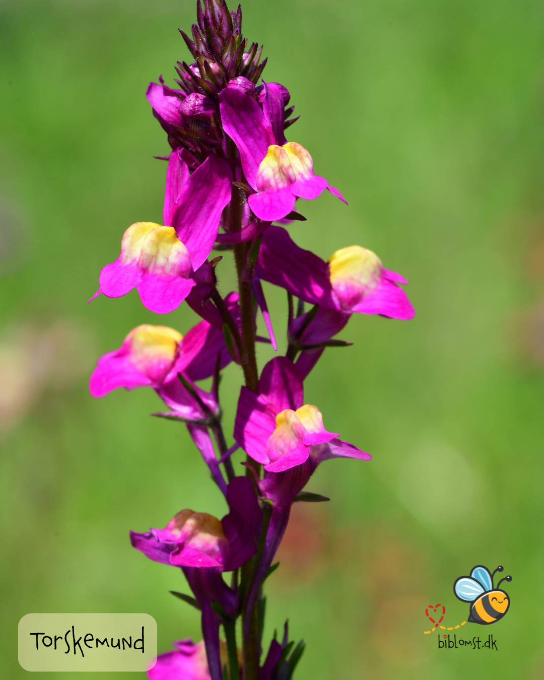 Marokkansk Torskemund - linaria maroccana