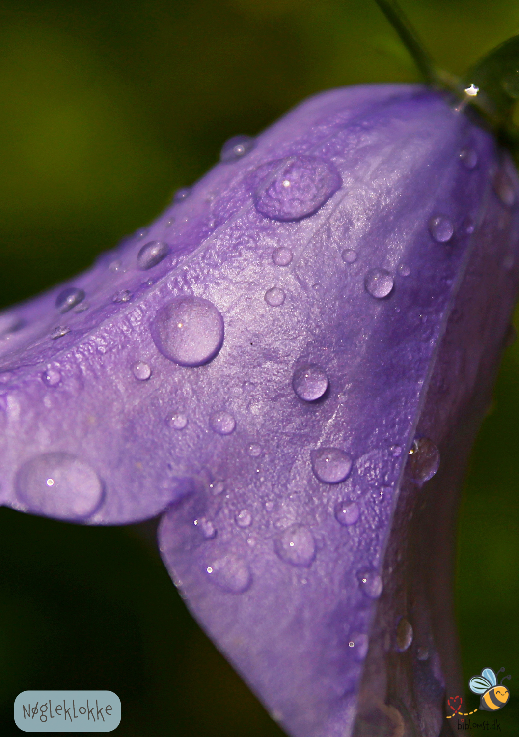 Nøgleklokke - campanula glomerata