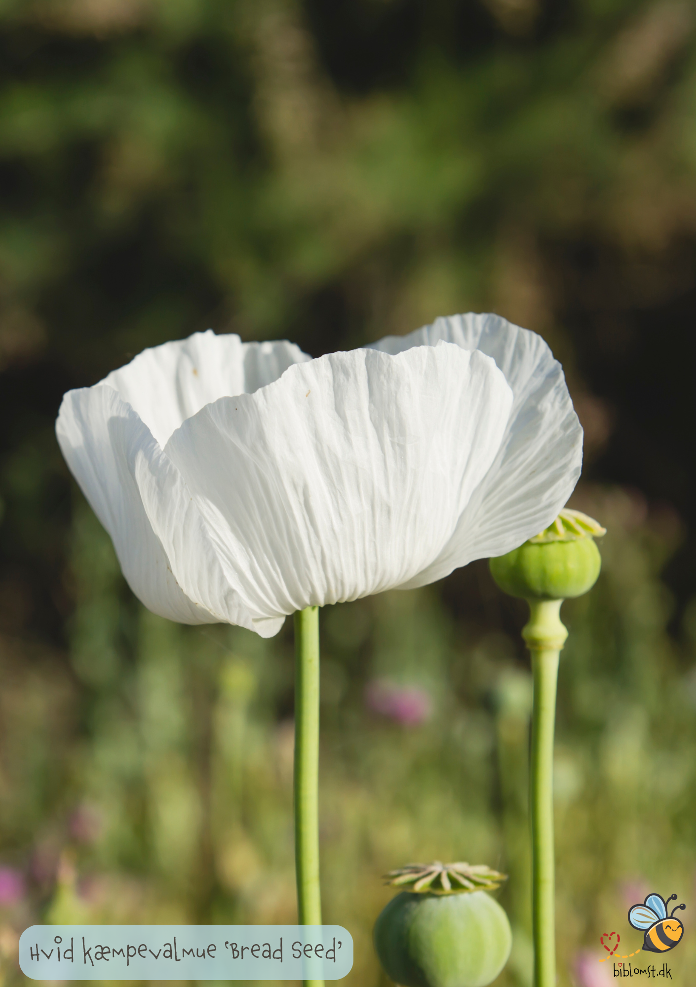 Hvid Kæmpevalmue - Papaver somniferum 'Bread Seed'