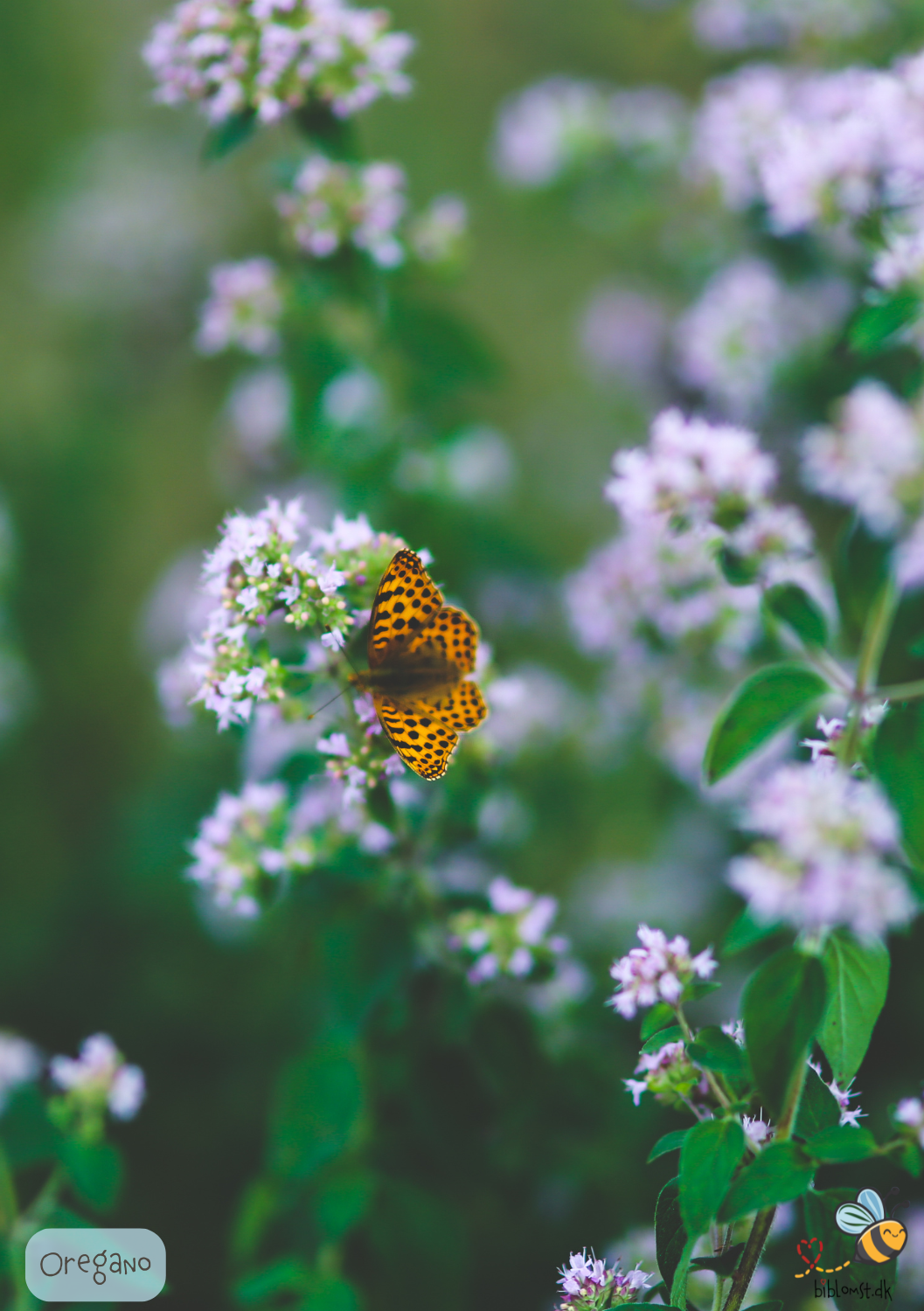 Oregano - Origanum vulgare