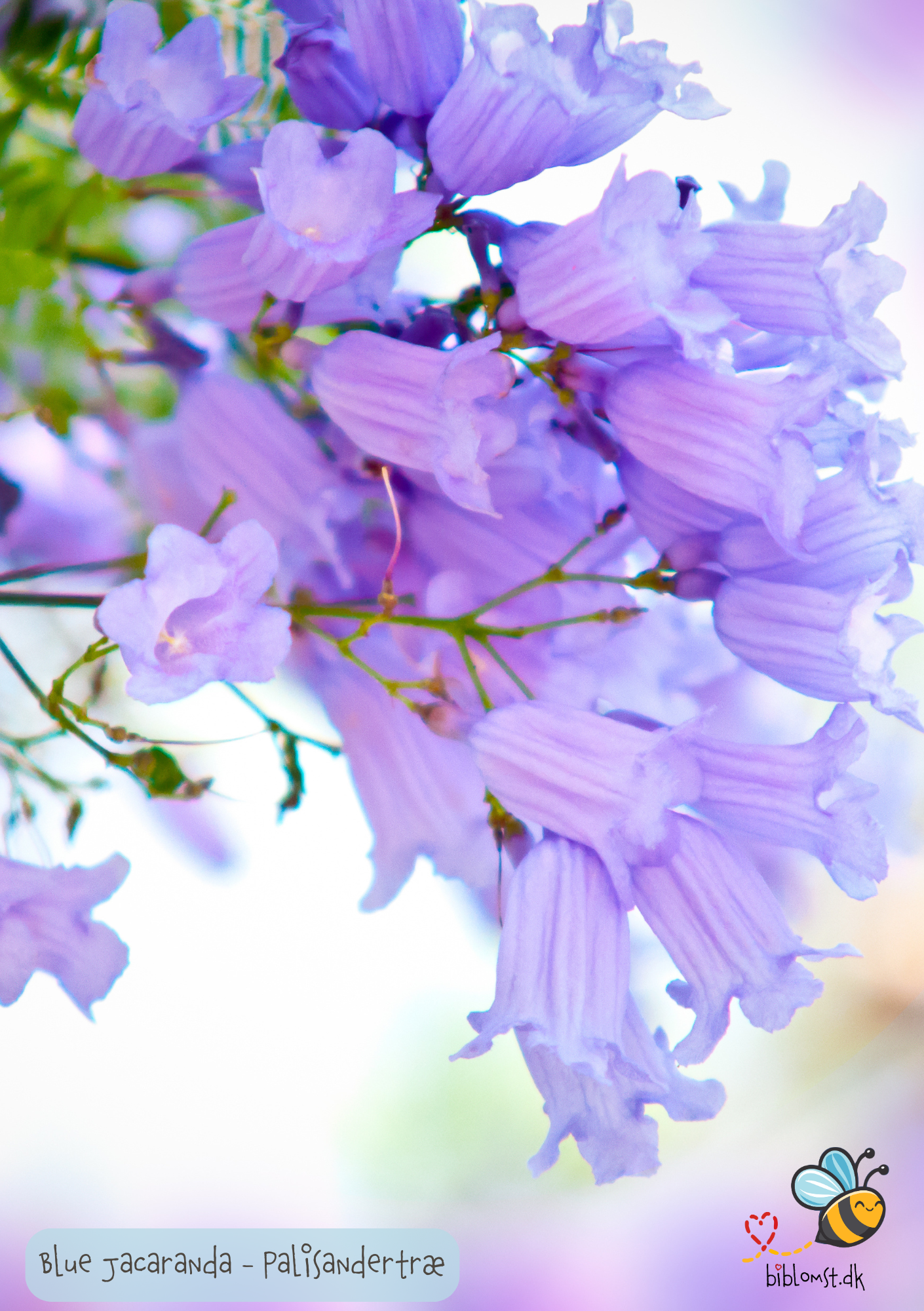 Palisandertræ - Jacaranda mimosifolia