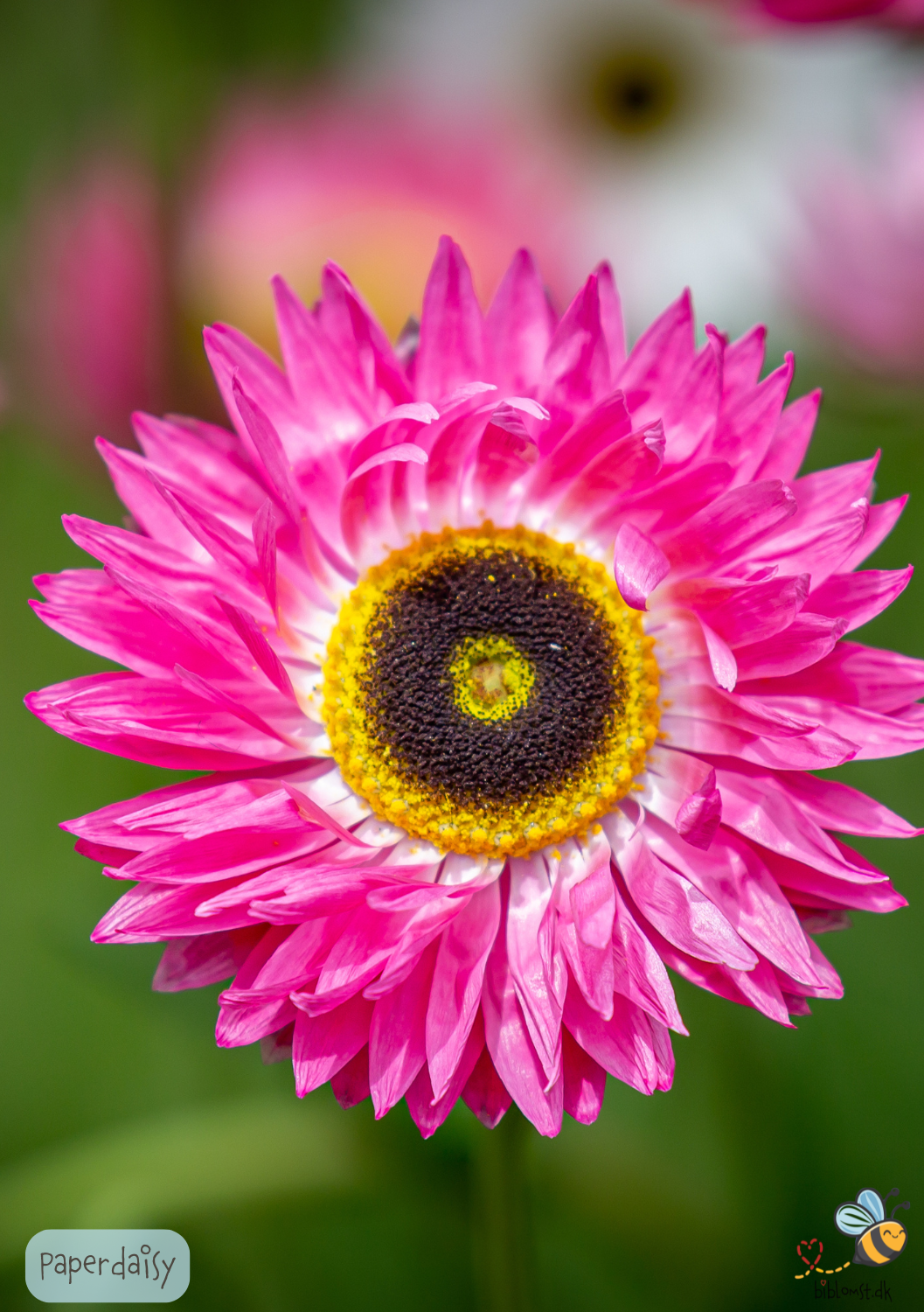 Paper Daisy - helipterum roseum