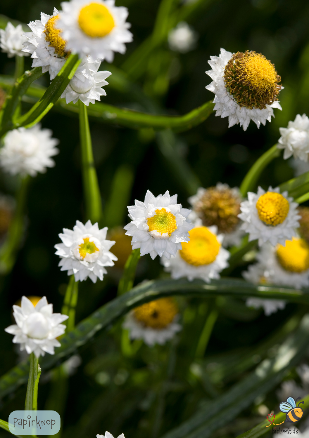 Papirknop - ammobium alamtum