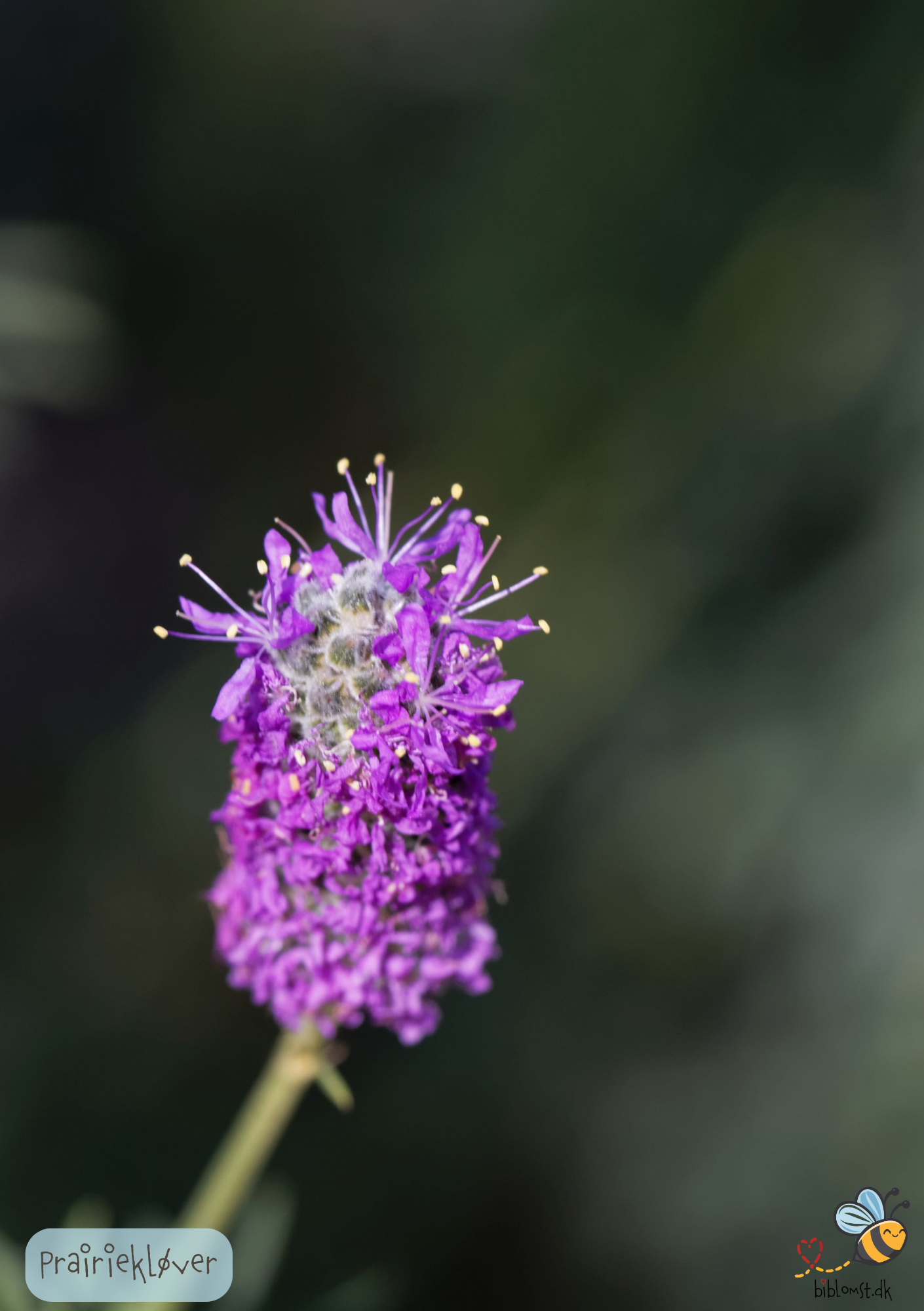 Præriekløver - dalea purpurea