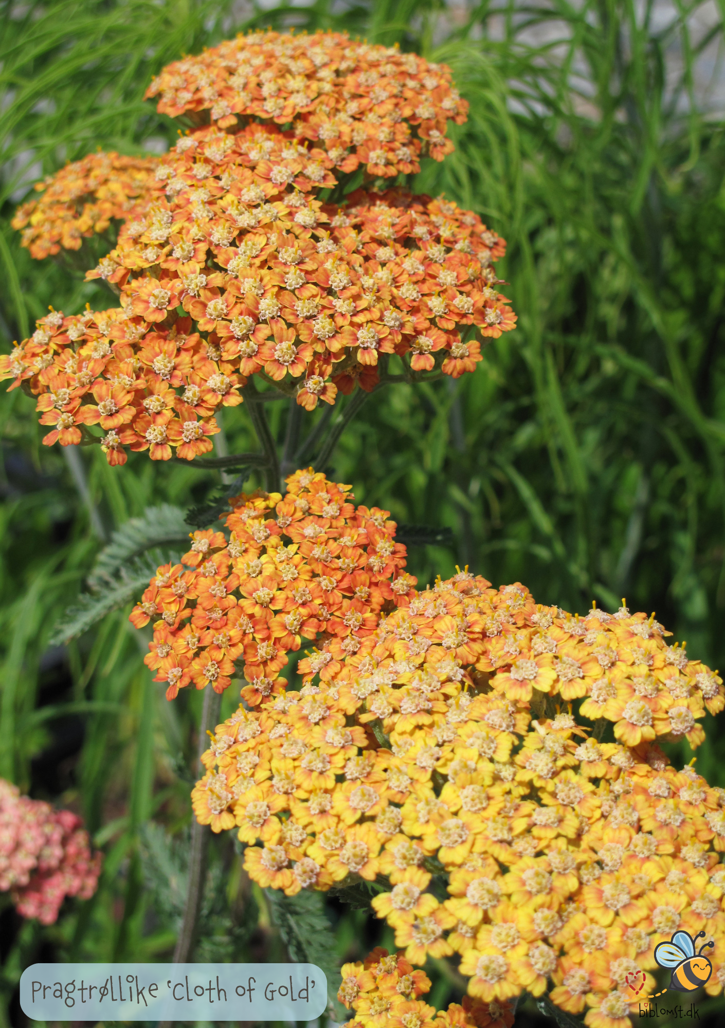 Pragtrøllike 'Cloth Of Gold' (Achillea filipendulina)
