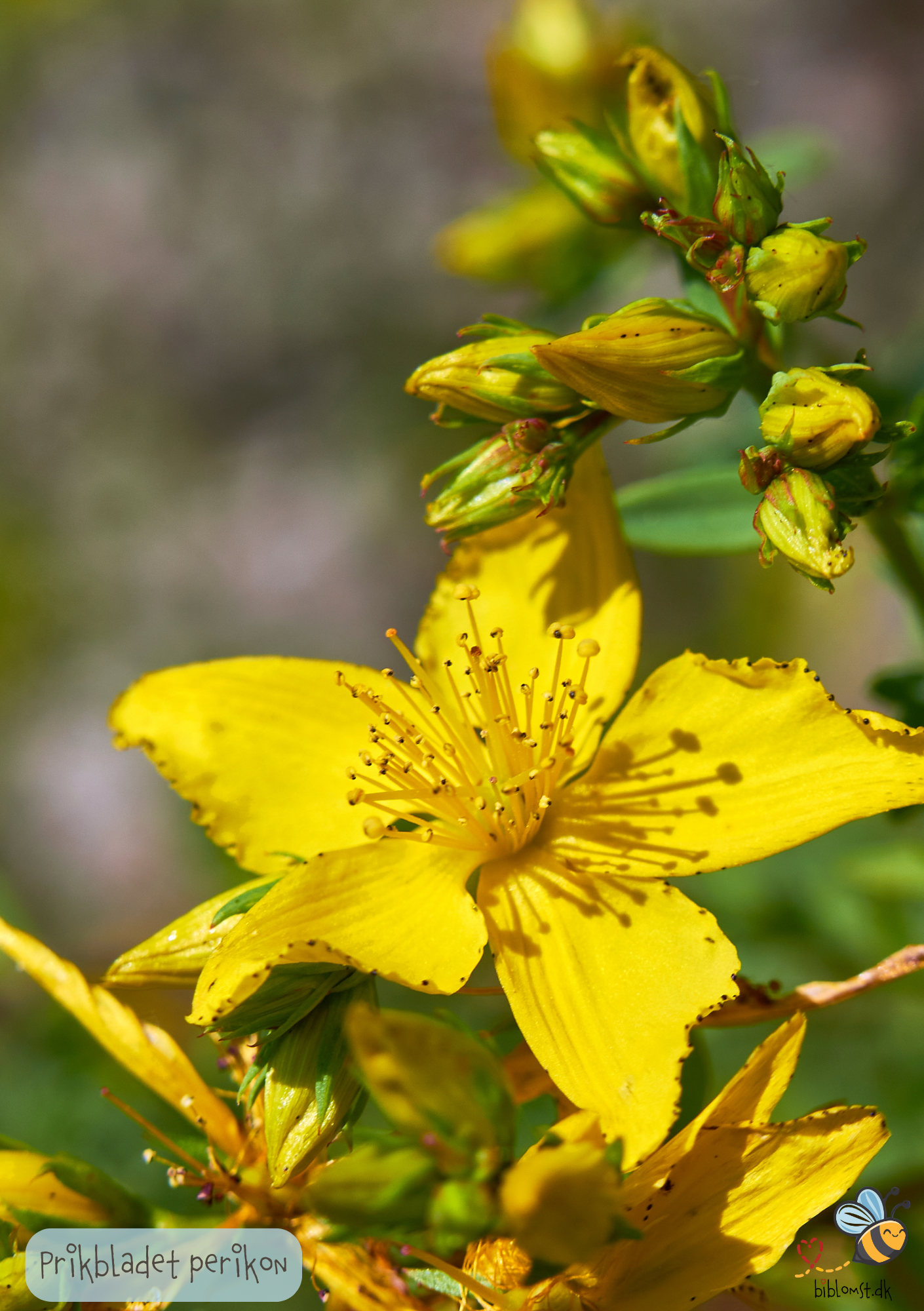 Prikbladet Perikon - Hypericum perforatum