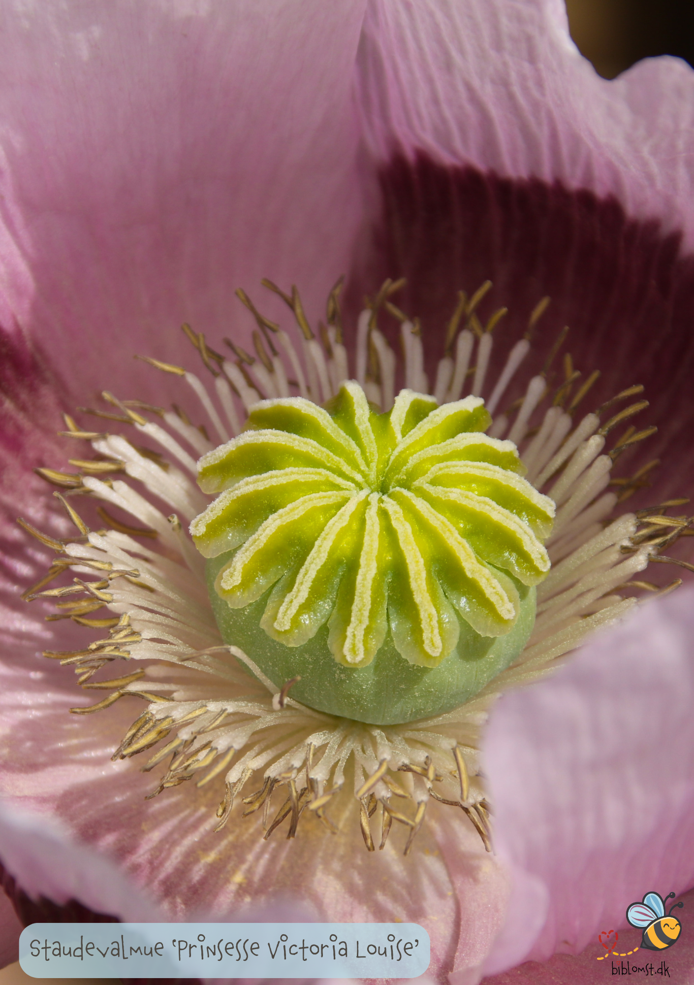 Prinsesse Victoria Louise, Staudevalmue - Papaver orientale