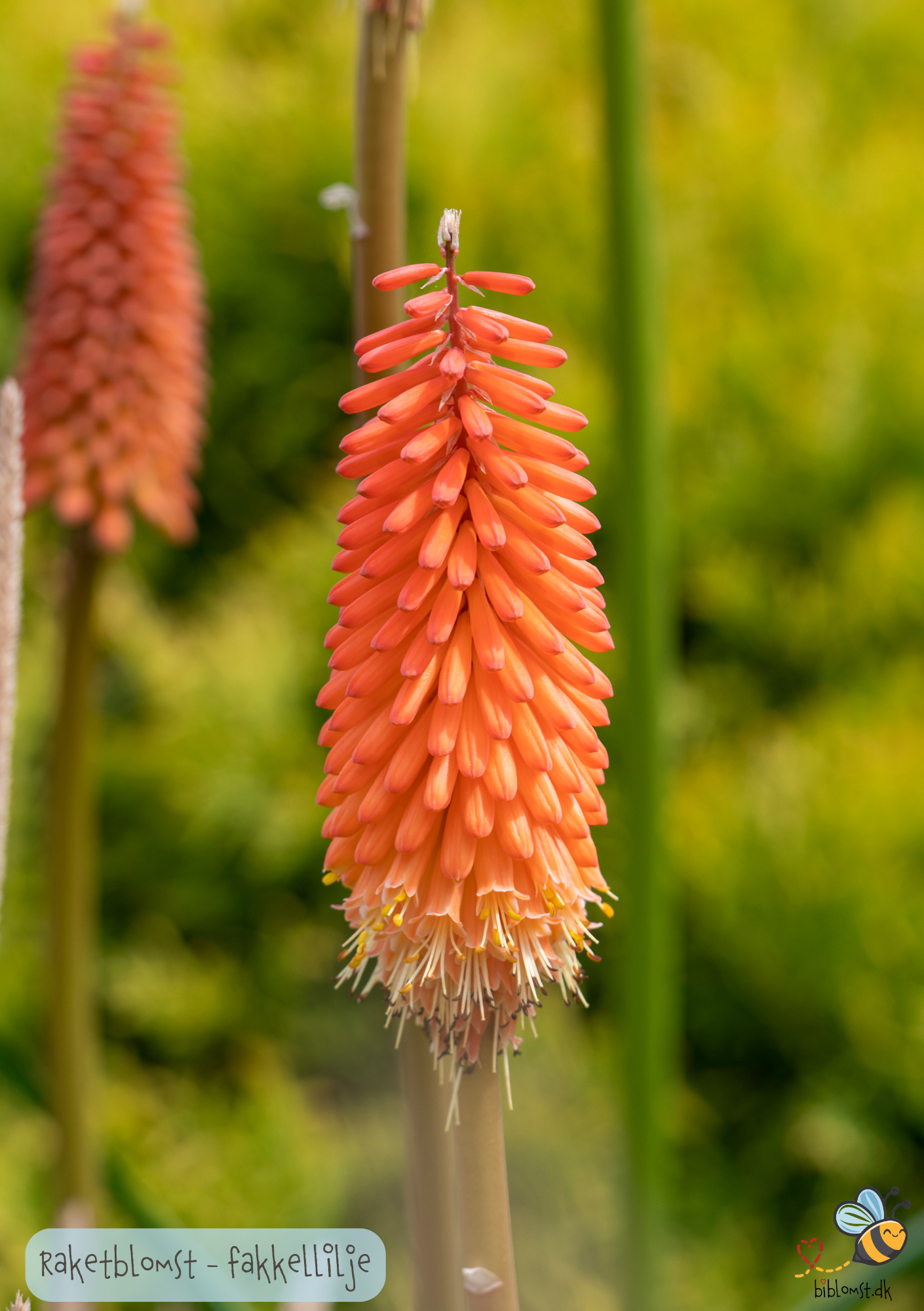 Raketblomst fakkel-lilje - kniphofia uvaria