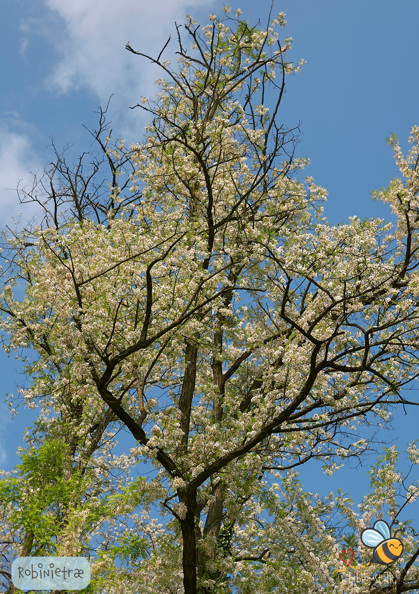 Robinietræ - Robinia pseudoacasia