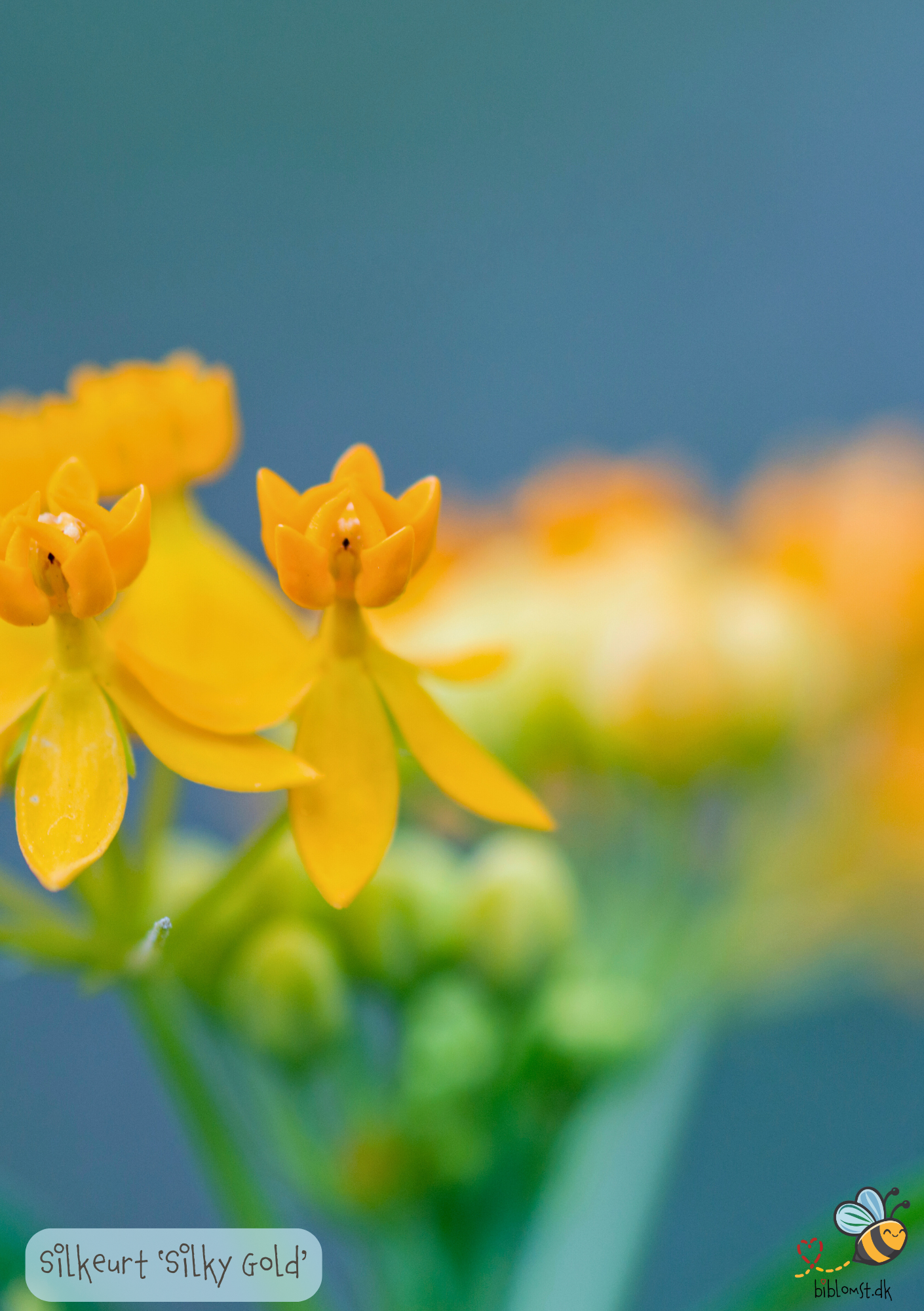 Silkeplante - Asclepias curassavica 'Silky Gold'