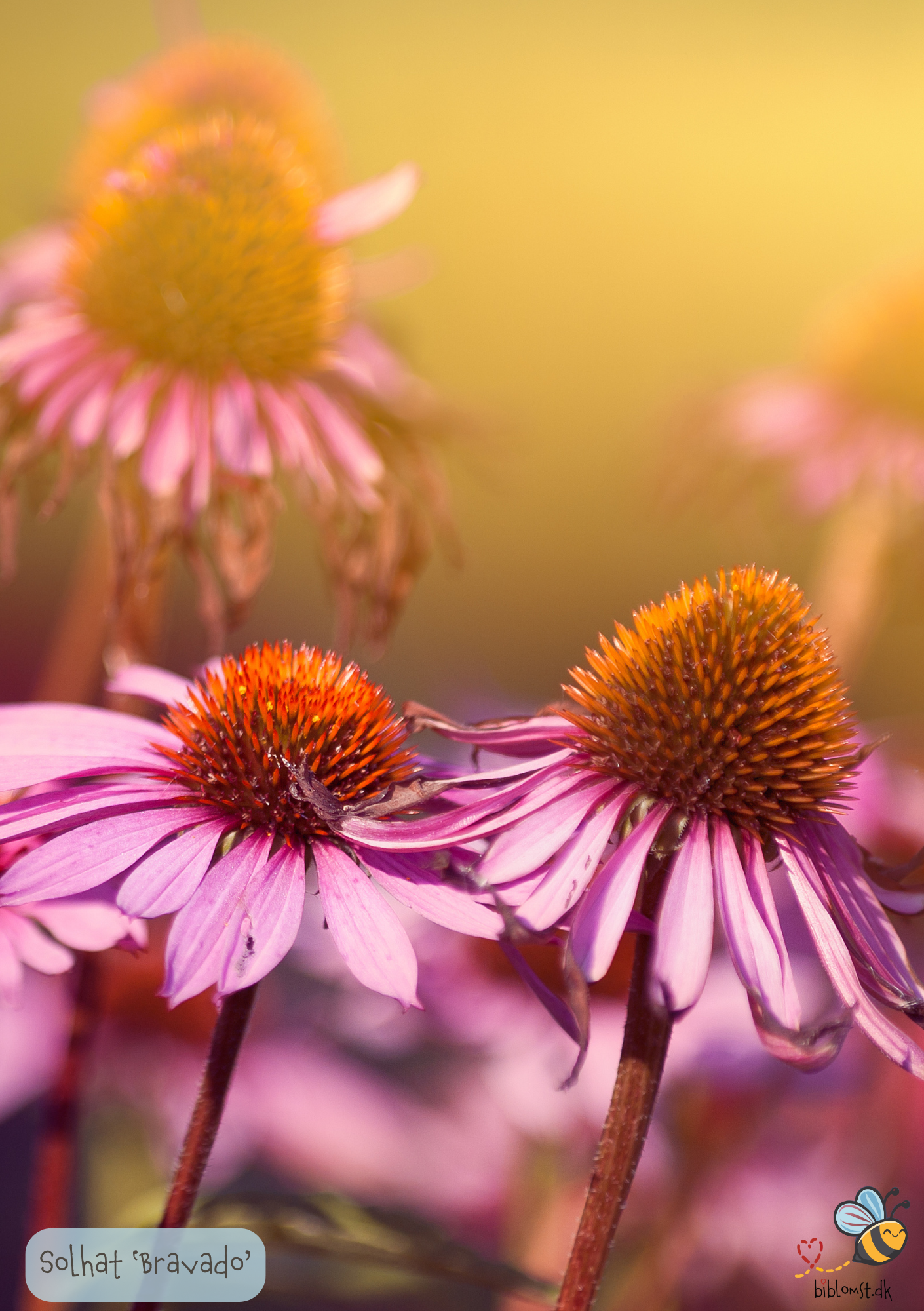 Solhat - Echinacea purpurea 'Bravado'
