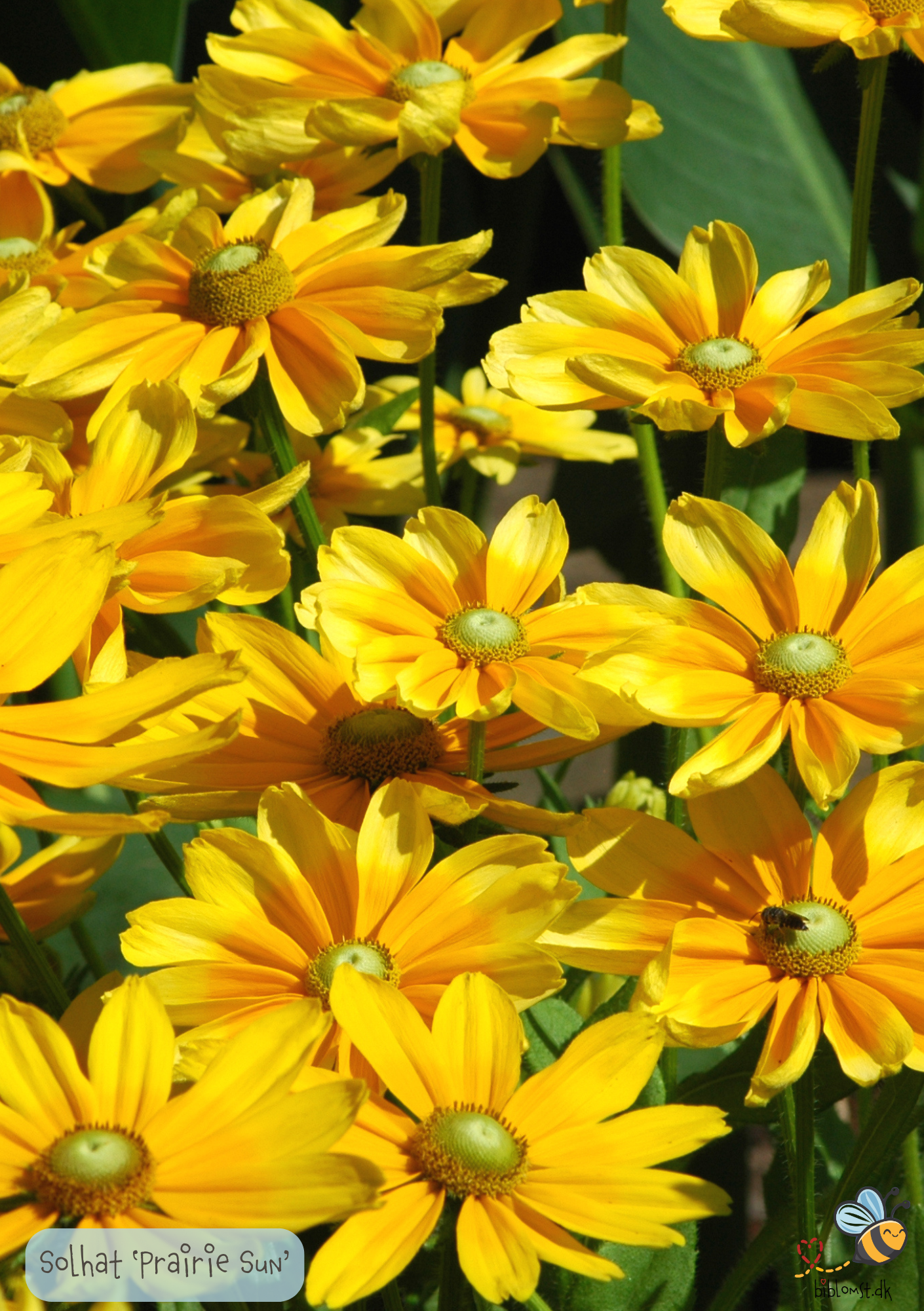 Solhat - Rudbeckia 'Prairie Sun'