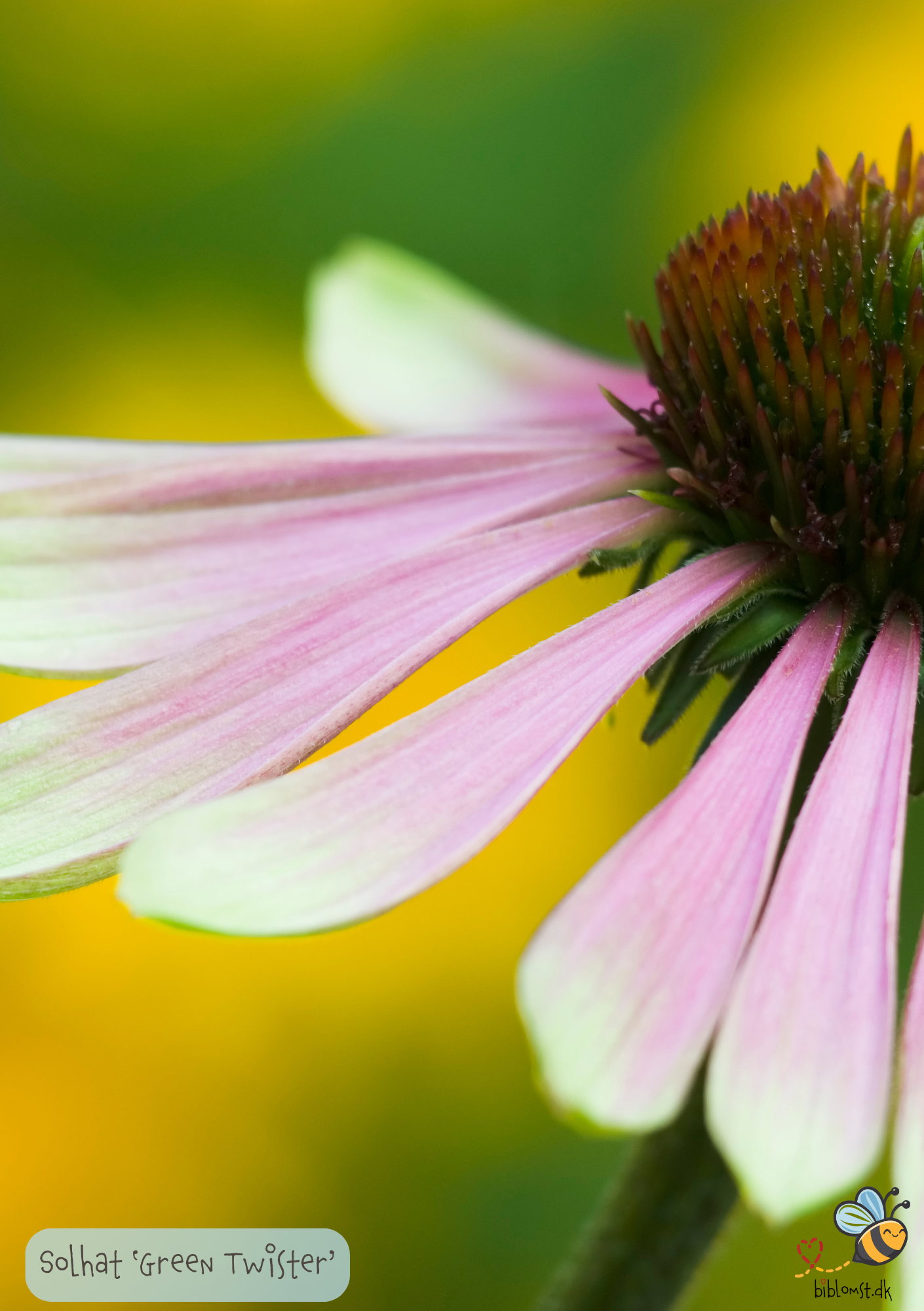 Solhat 'Green Twister' - Echinacea purpurea