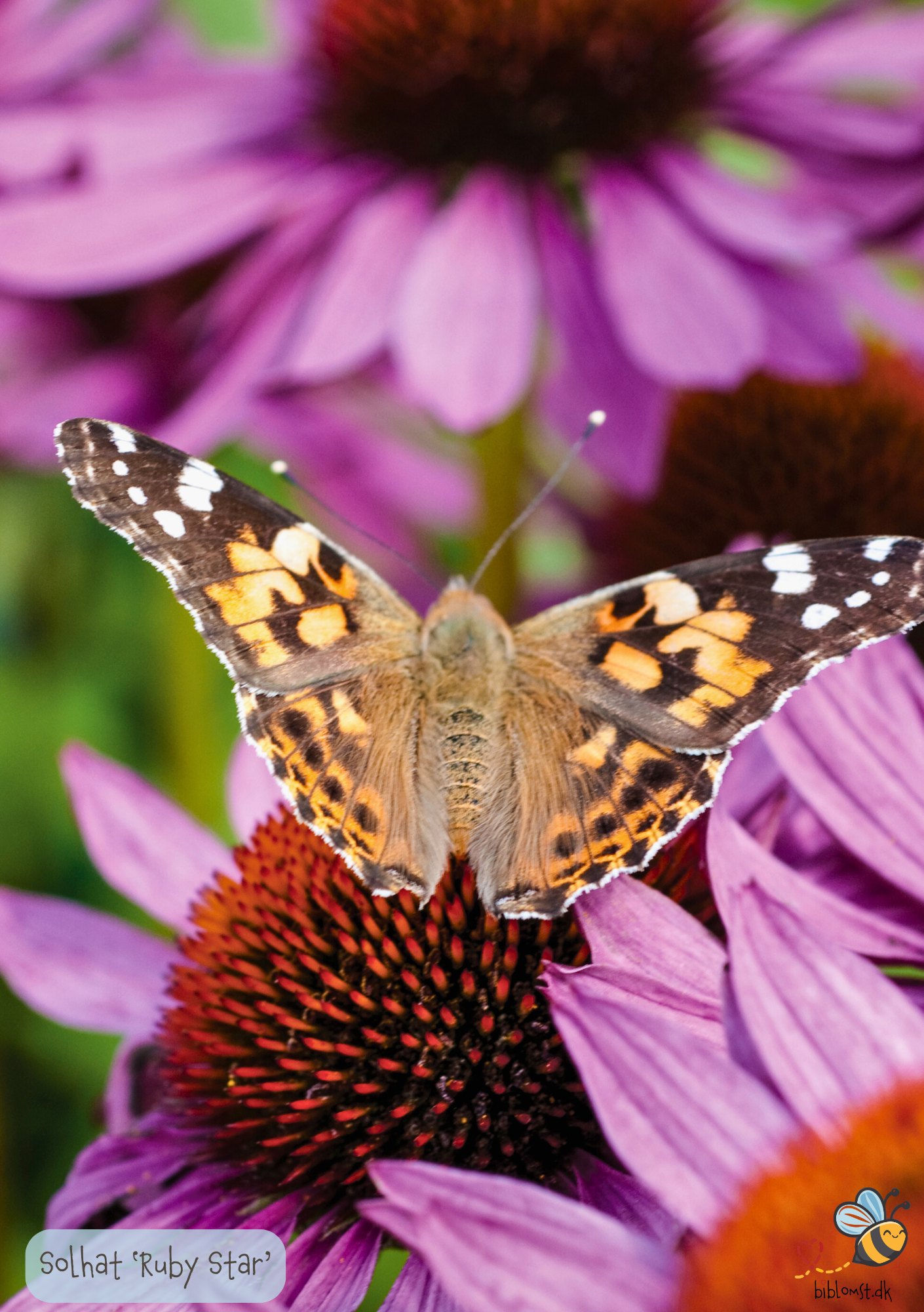 Solhat 'Ruby Star' Echinacea purpurea