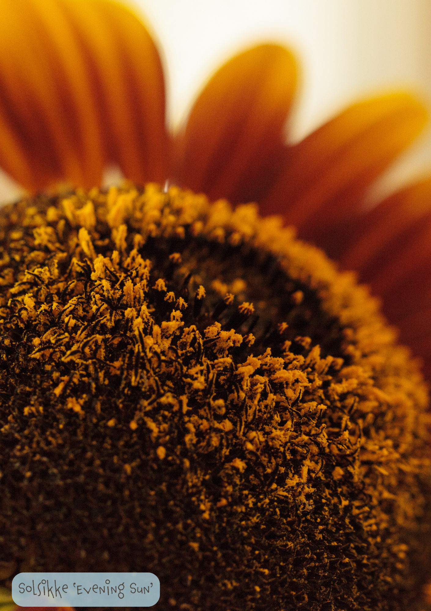 Solsikke - Helianthus annuus Evening Sun'