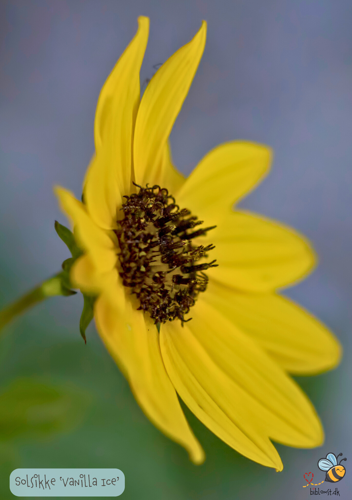 Solsikke Vanilla Ice - helianthus debilis