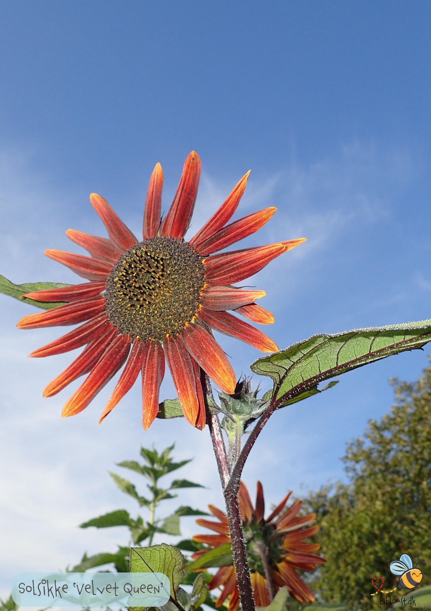Solsikke 'Velvet Queen' Helianthus annuus