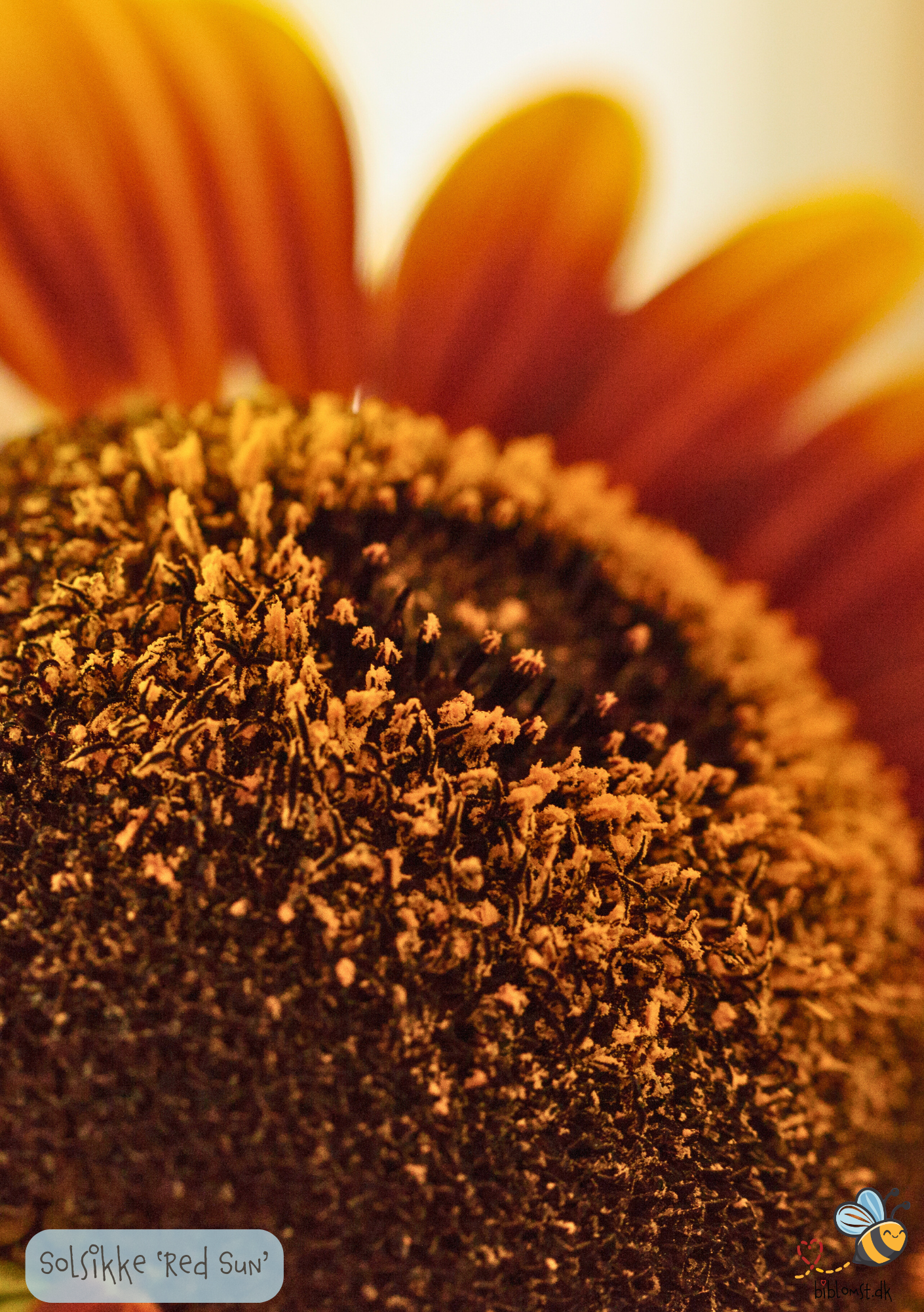 Solsikken 'Red Sun' - Helianthus annuus