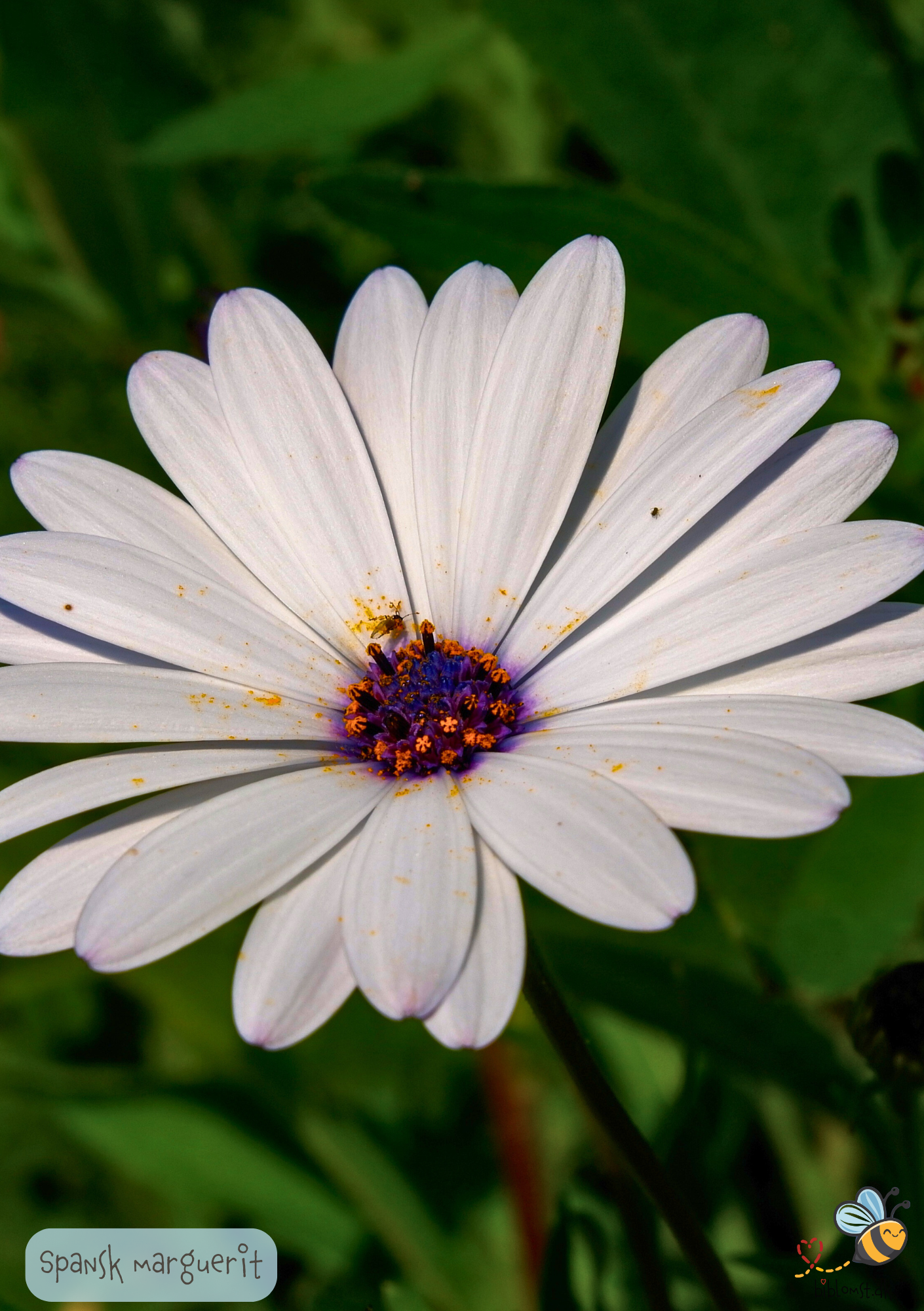 Spansk Marguerit - dimorphoteca sinuata