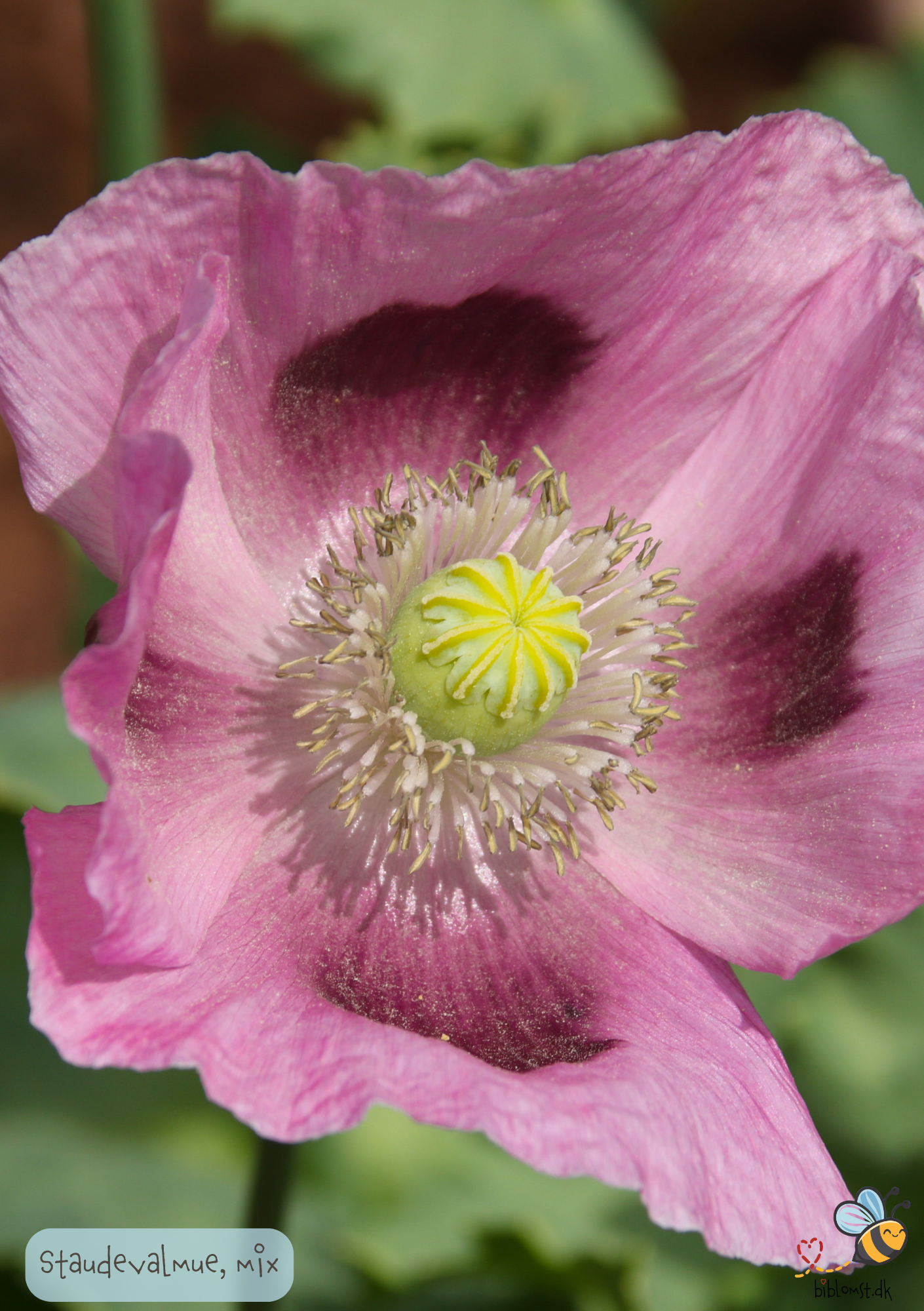 Staudevalmue - Papaver orientale 'Special Mix'