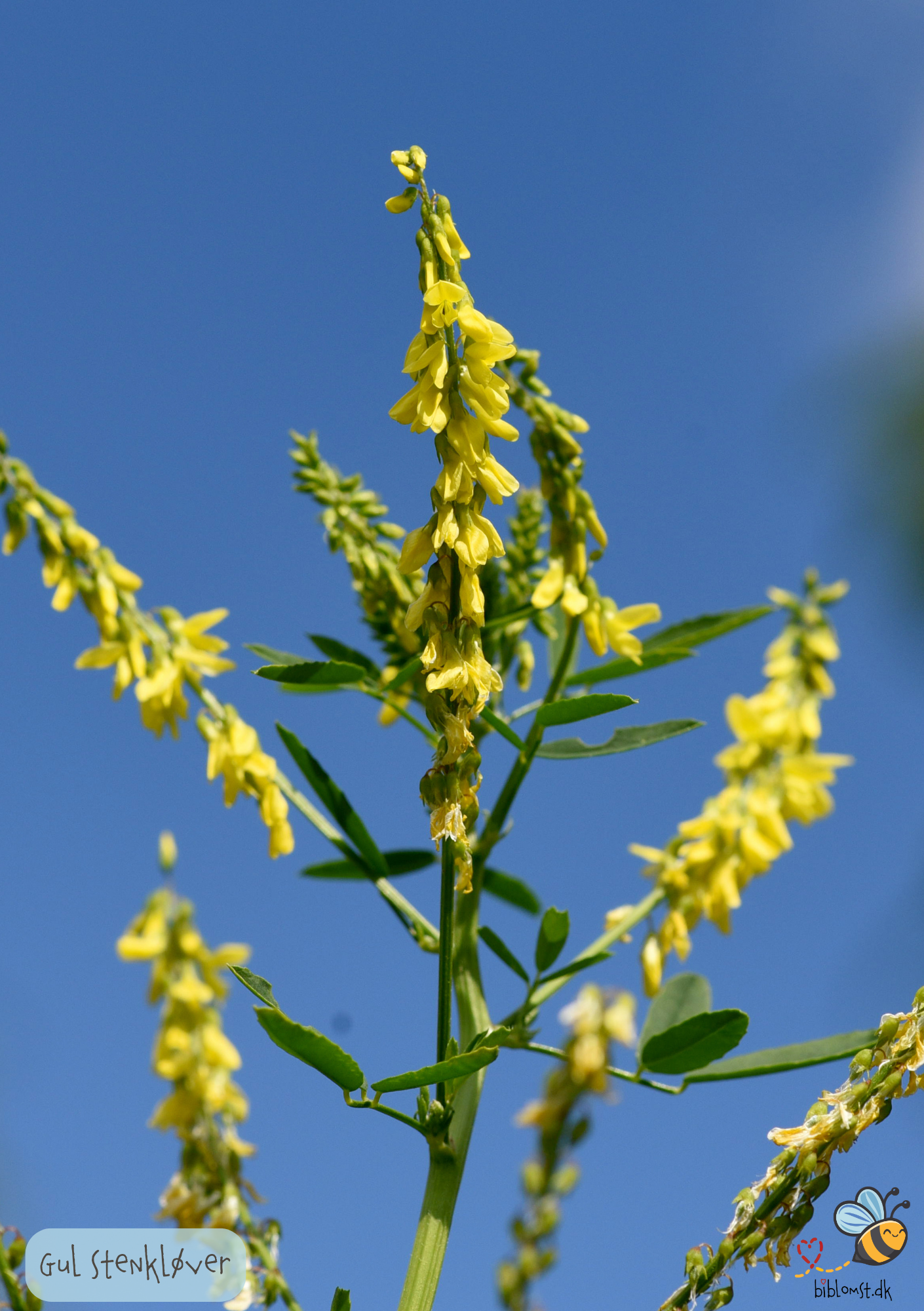 Stenkløver Gul - melilotus officinalis