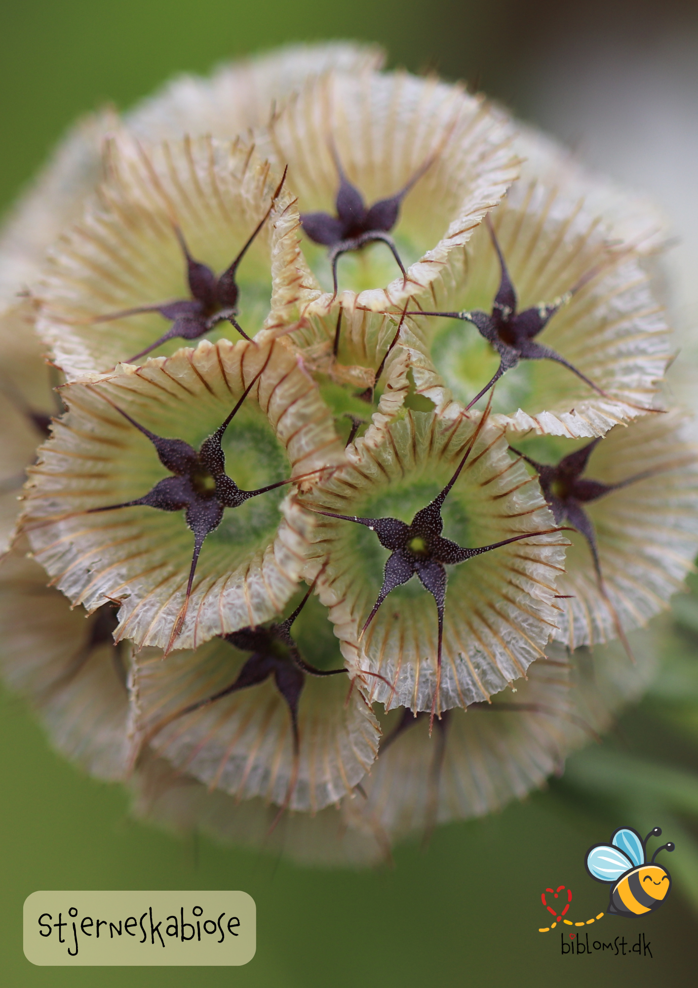 Stjerneskabiose – Scabiosa stellata