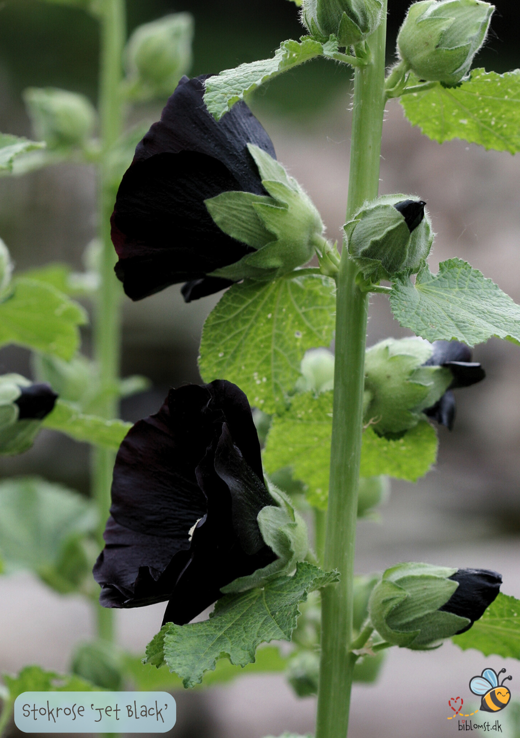Stokrose - Alcea rosea 'Jet Black'