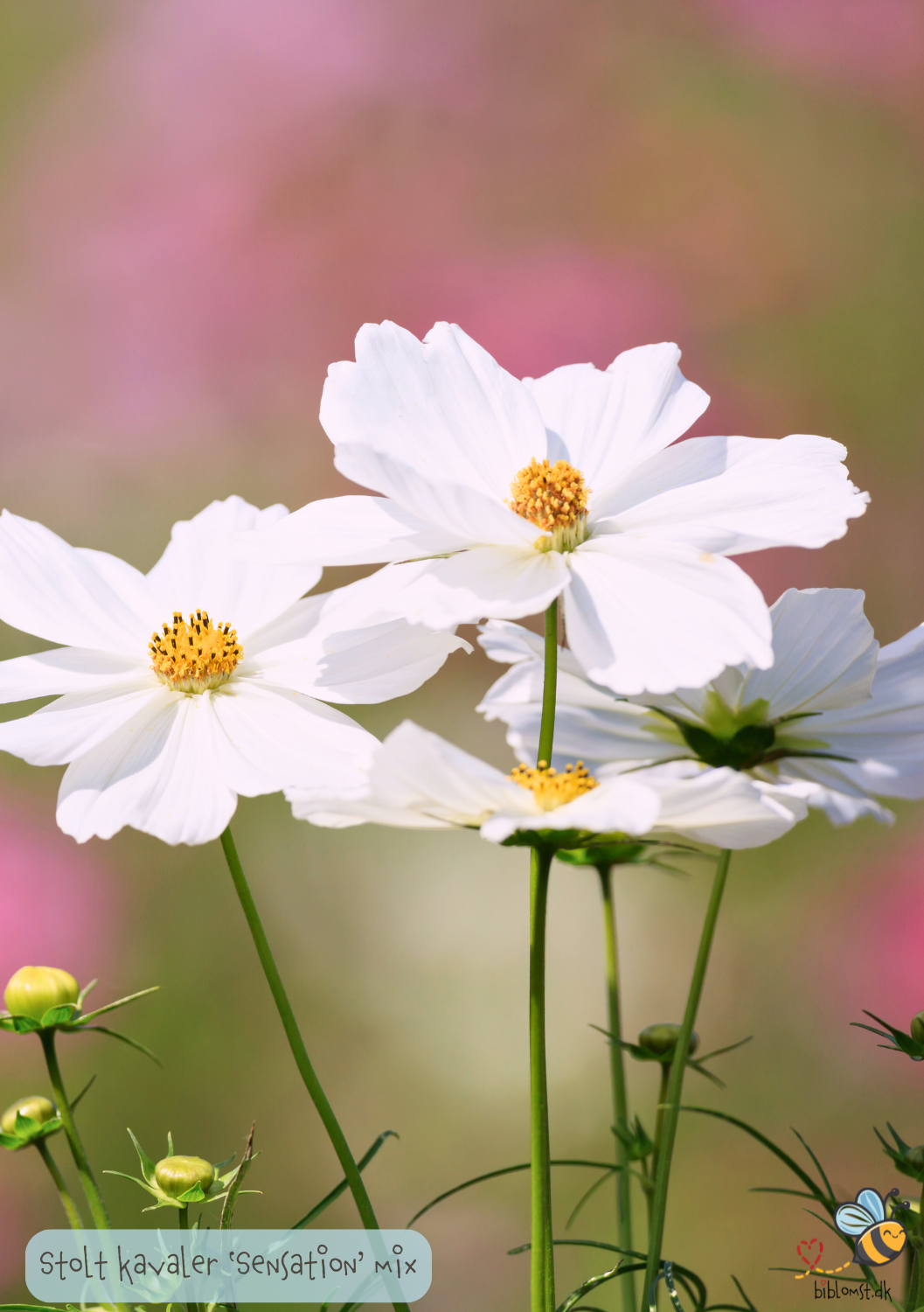 Stolt kavaler 'Sensation Mixed' - Cosmos bipinnatus