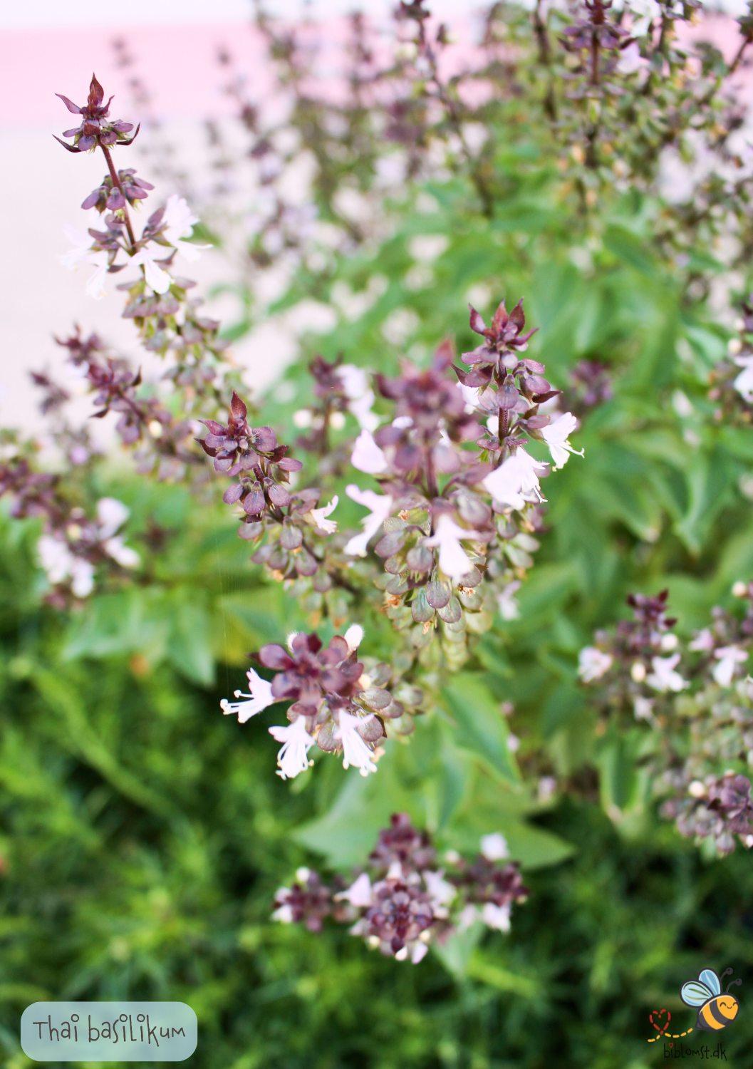 Thai basilikum - Ocimum basilicum var. thyrsiflora