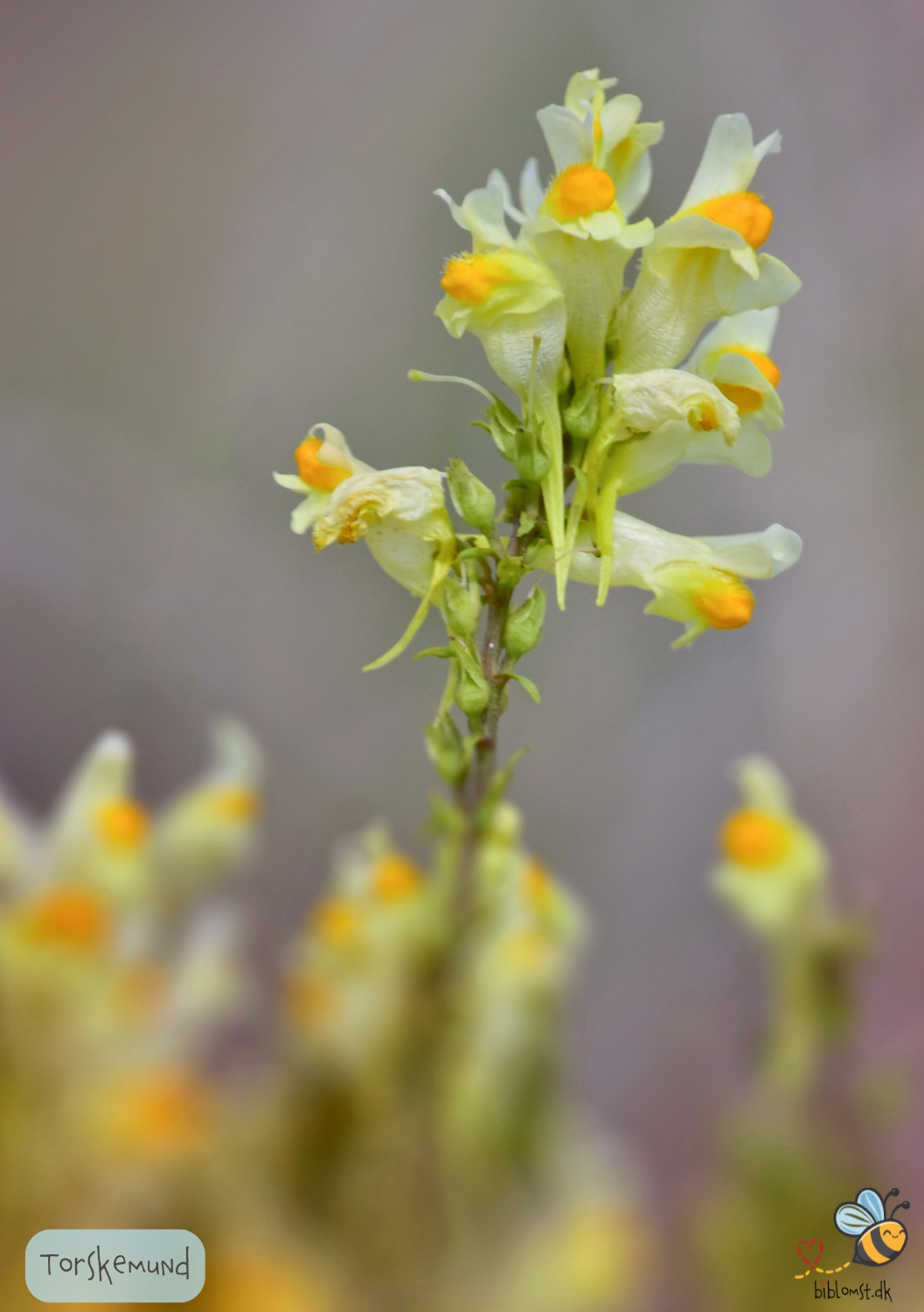 Torskemund - Linaria vulgaris