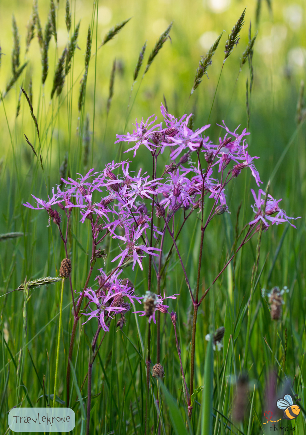 Trævlekrone - Lychnis flos-cuculi