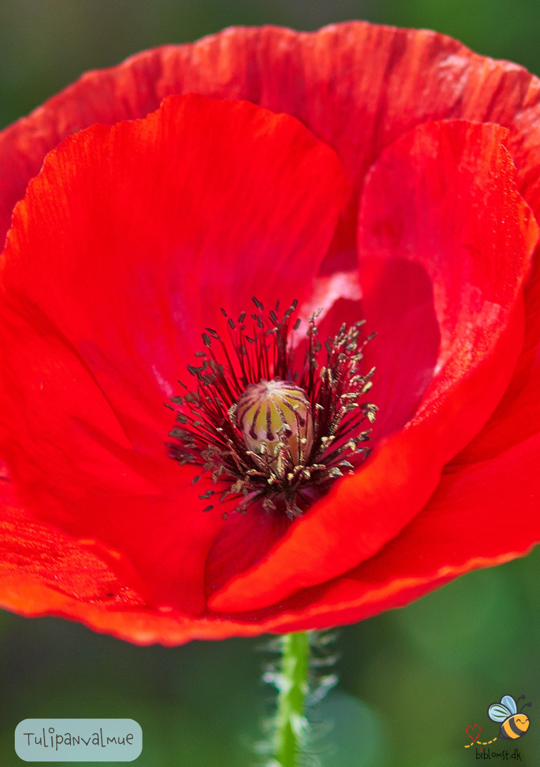 Tulipanvalmue - papaver glaucum