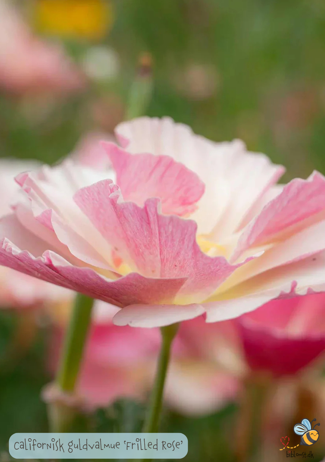 Valmue - Eschscholzia californica 'Frilled Rose'