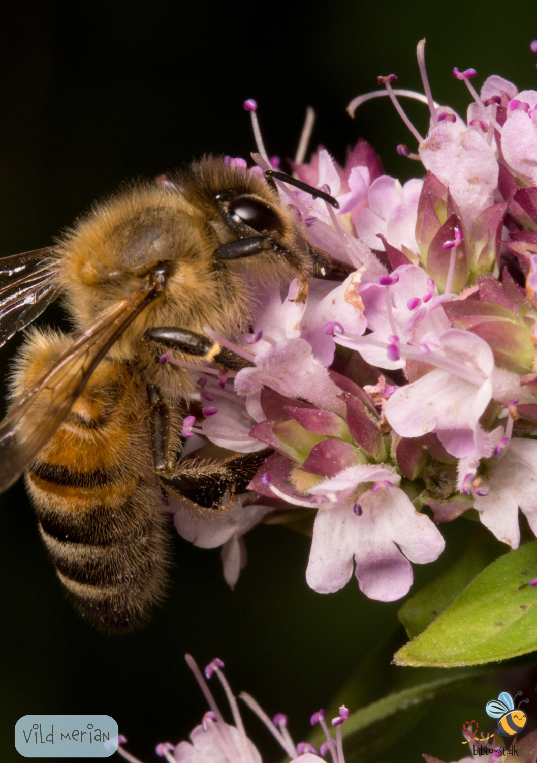 Vild Merian - Origanum majorana
