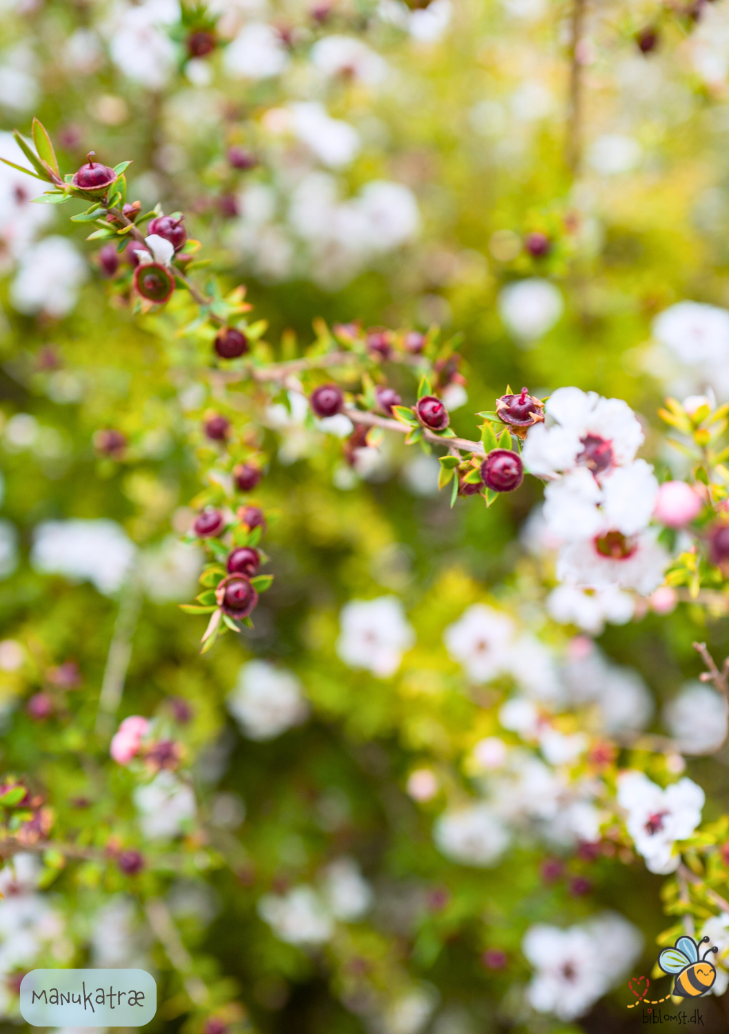 White Manuka Tree - Leptospermum scoparium