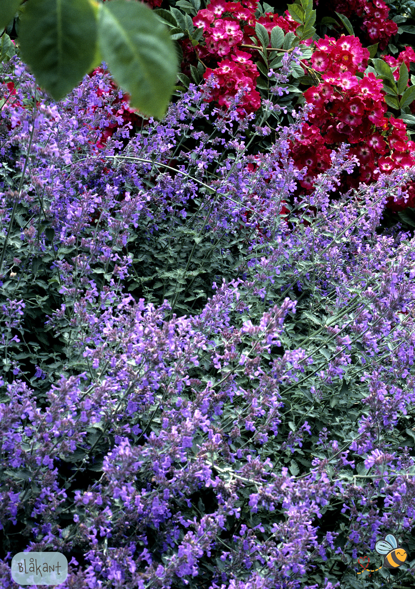 Blåkant – Nepeta faassenii
