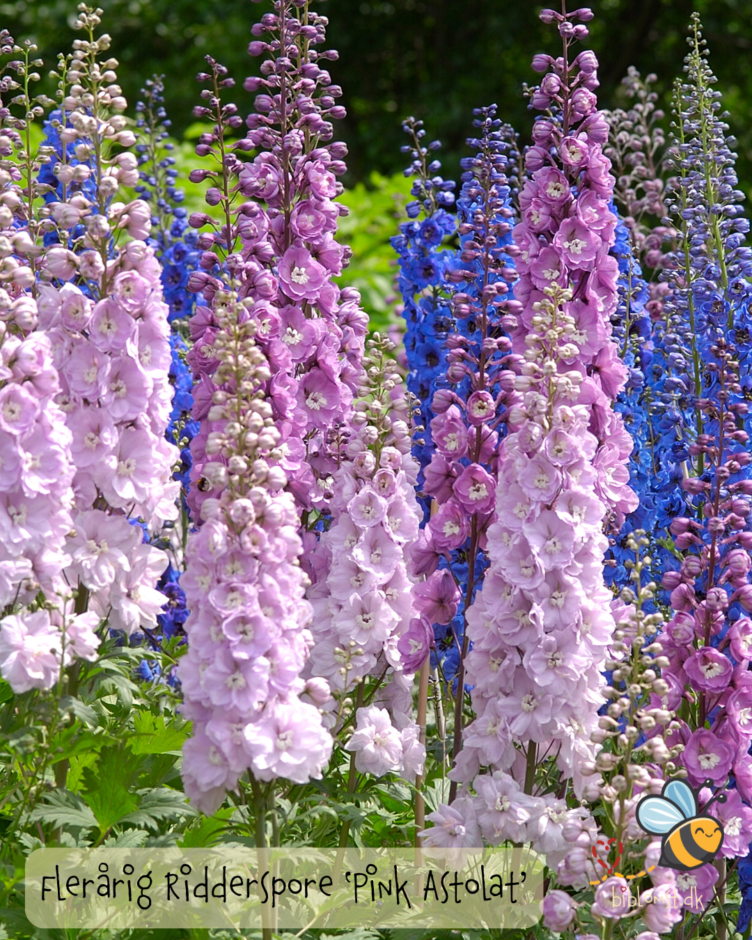Dobbelt Ridderspore - Delphinium 'Pacific Giant Pink Astolat'