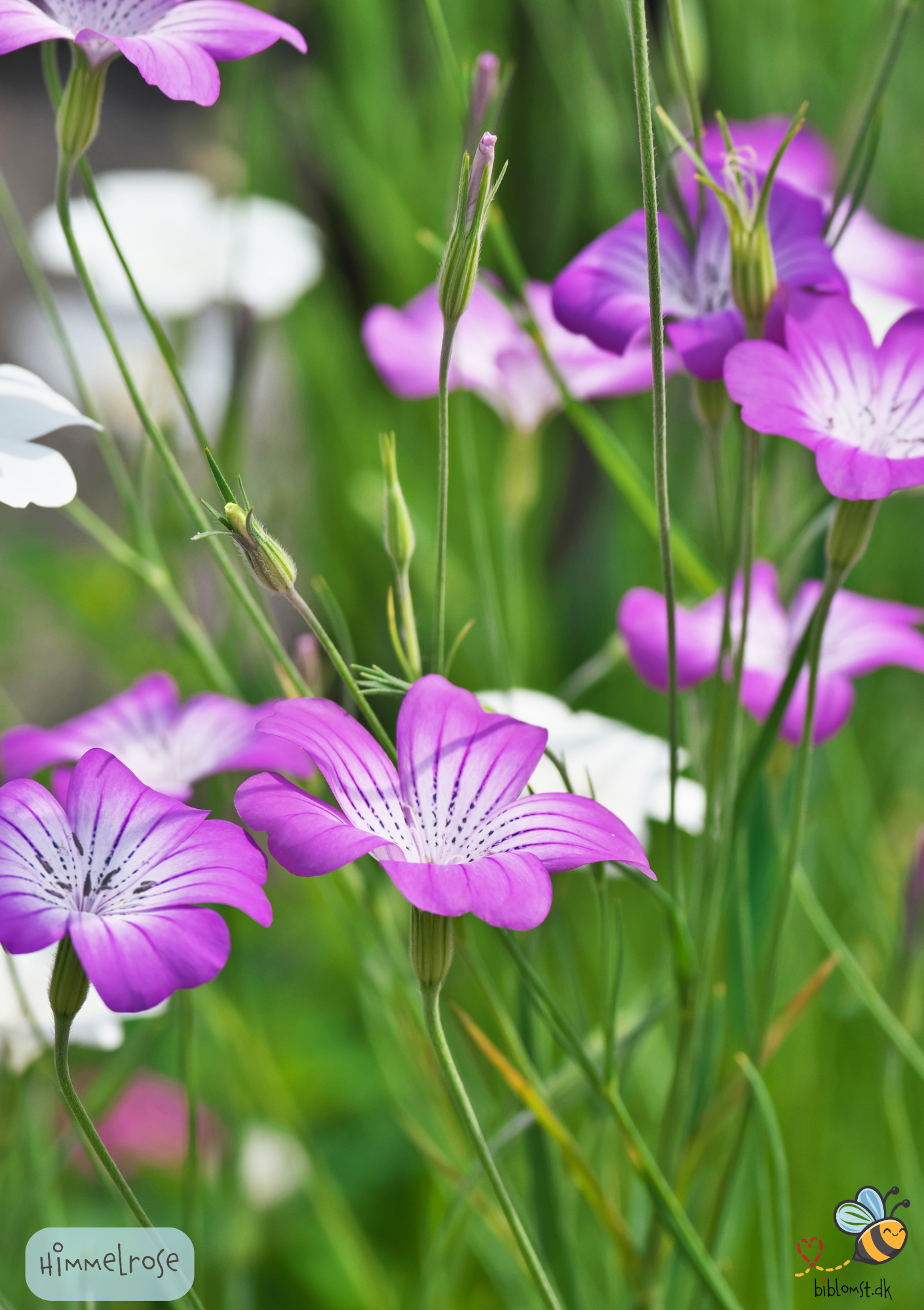 Himmelnellike – Lychnis coeli-rosa
