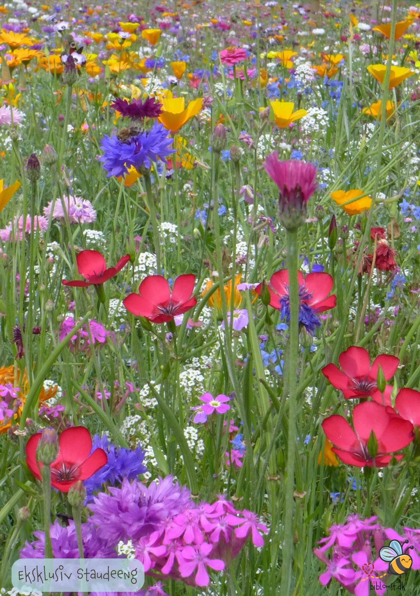 Eksklusiv Staudeeng - Blomster i haven hvert år fremover