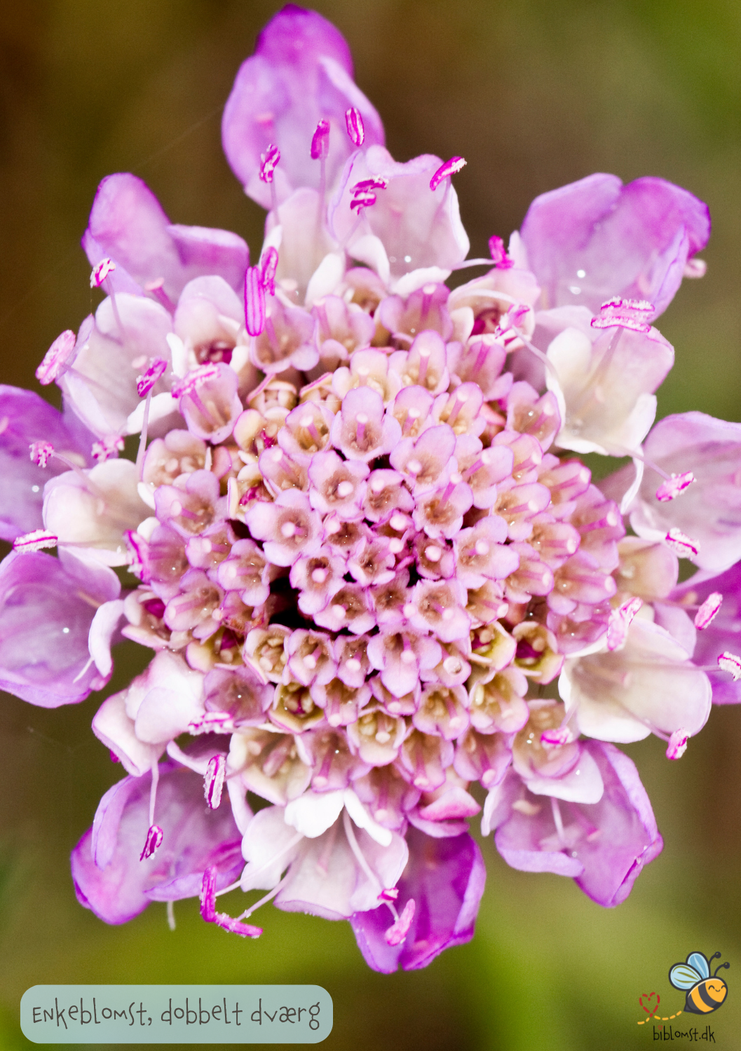 Enkeblomst. Dobbelt dværg- mix - scabiosa atropurpurea
